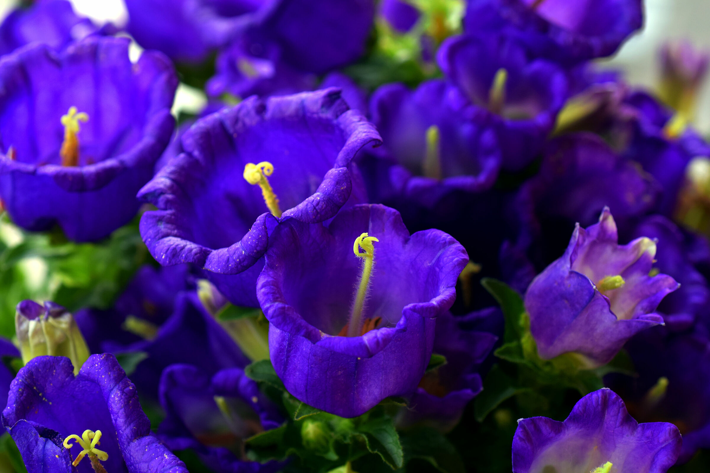 campanule