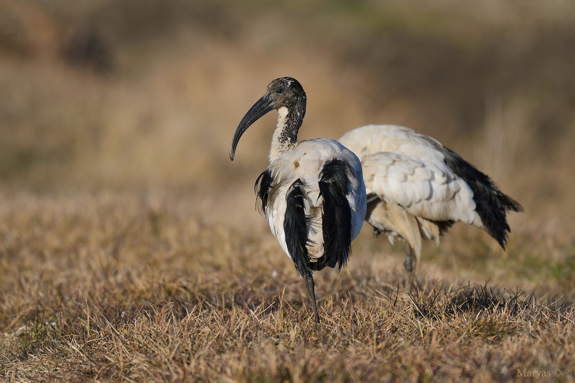 Equilibrismi di coppia