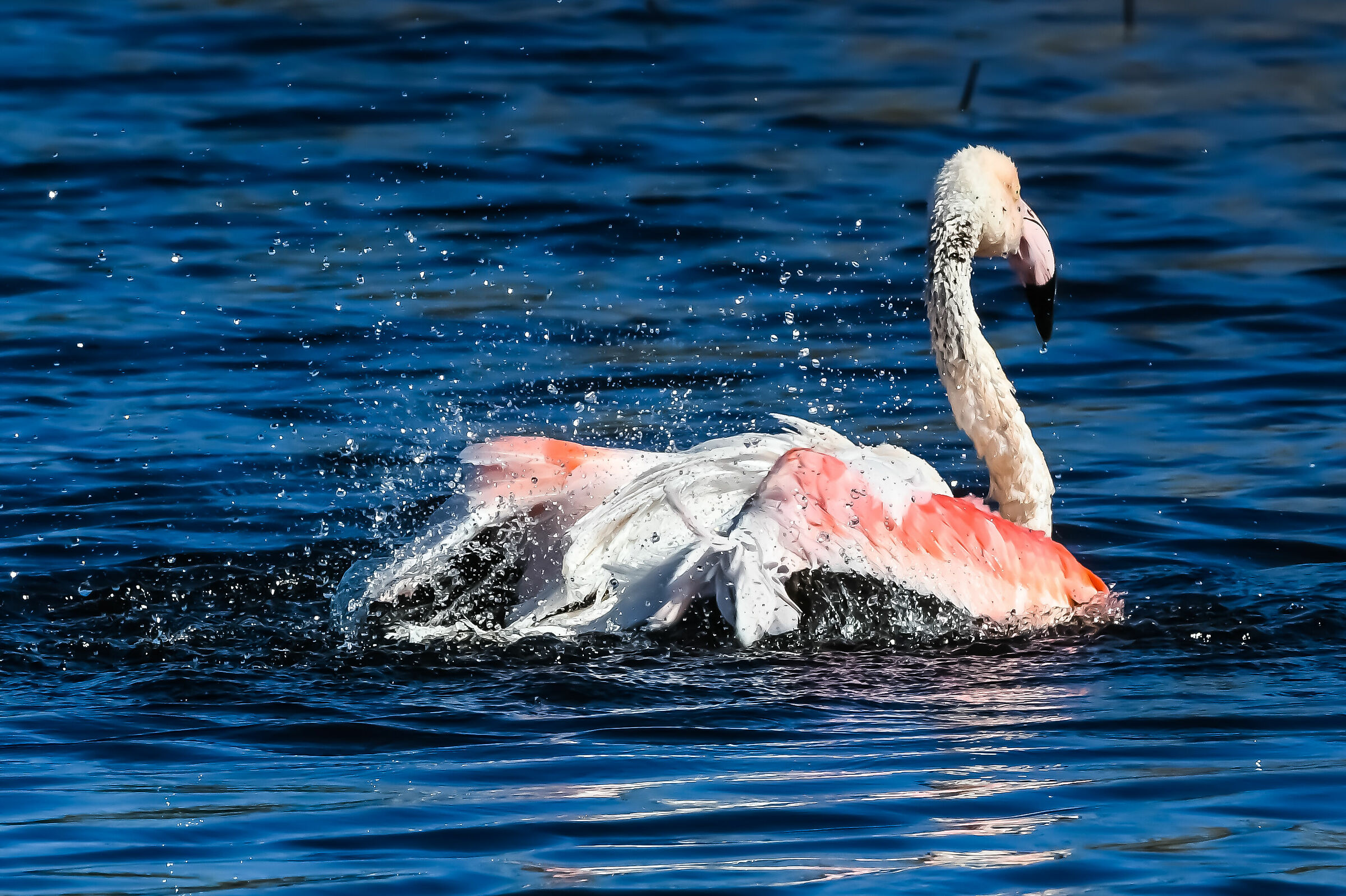 Flamingo