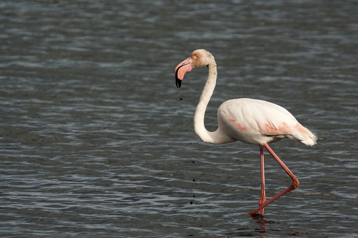 prelibatezze per fenicotteri