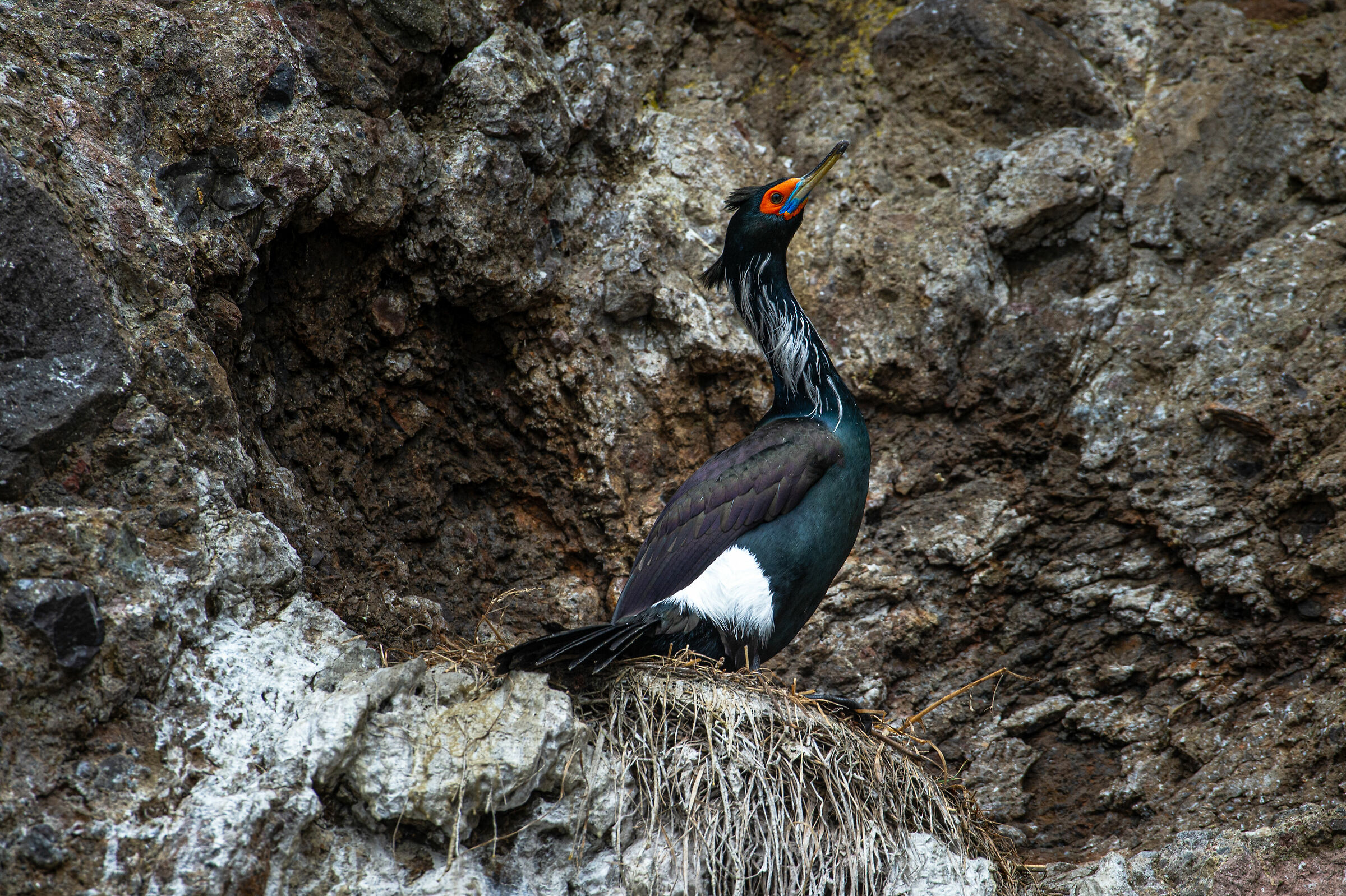 Cormorano dalla faccia rossa