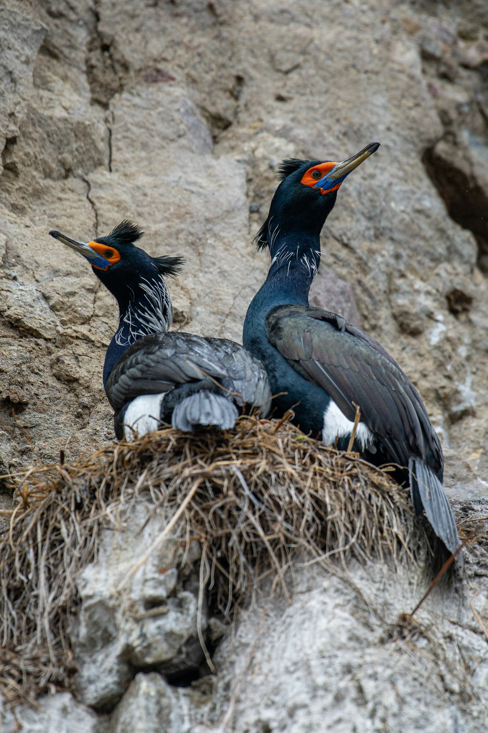 Cormorano dalla faccia rossa