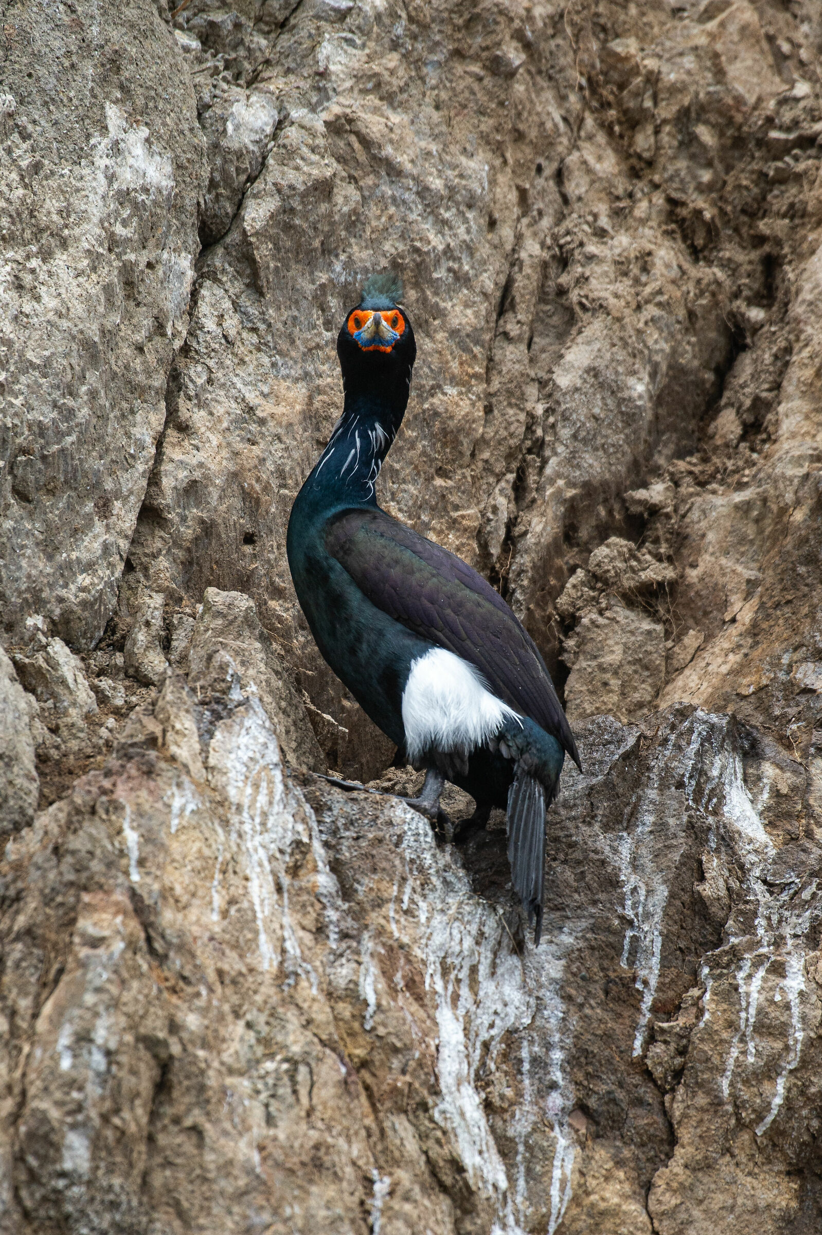 Cormorano dalla faccia rossa
