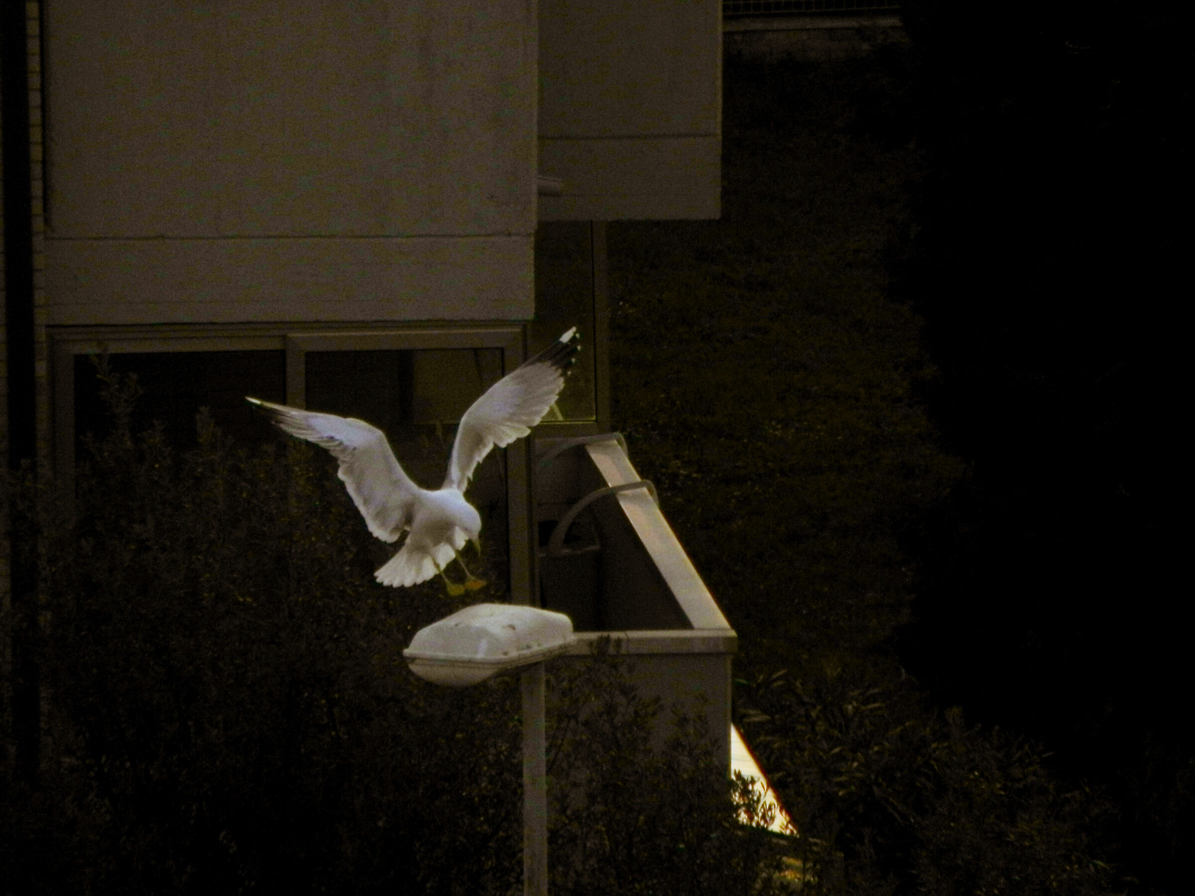 Che bello un lampione, ora mi riposo