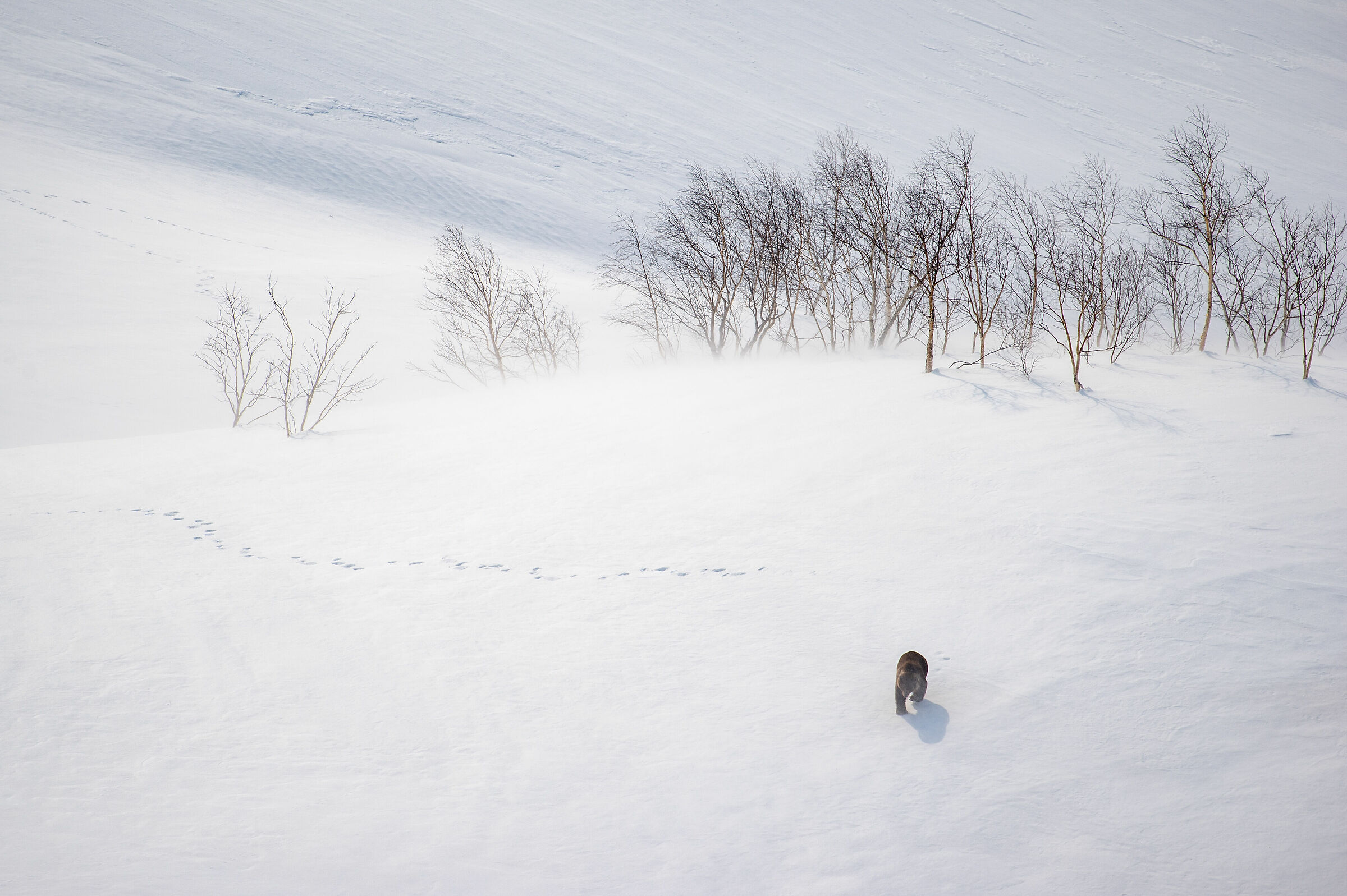 Orso bruno svegliarsi dal letargo. Kamchatka