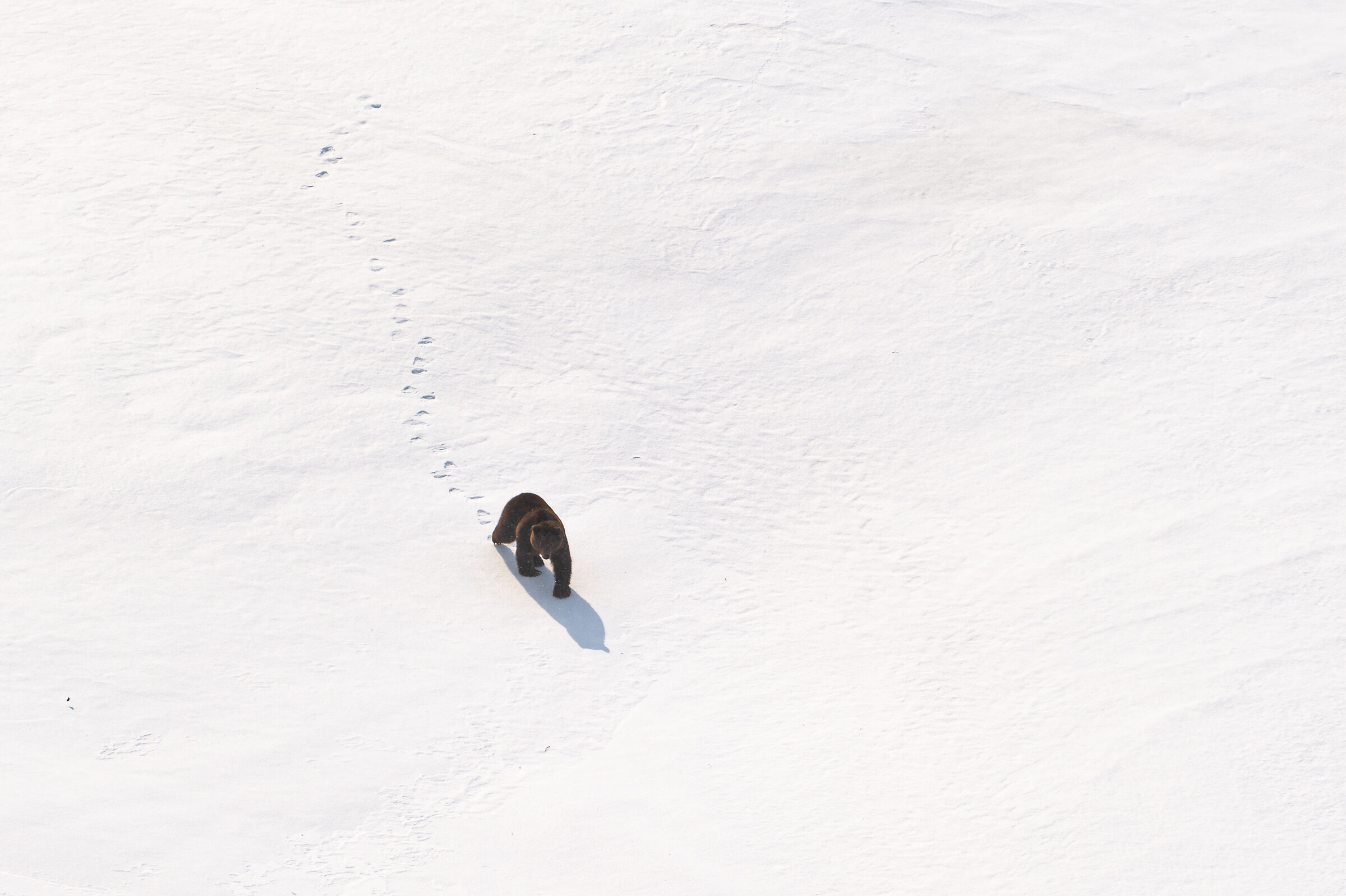 Orso bruno svegliarsi dal letargo. Kamchatka