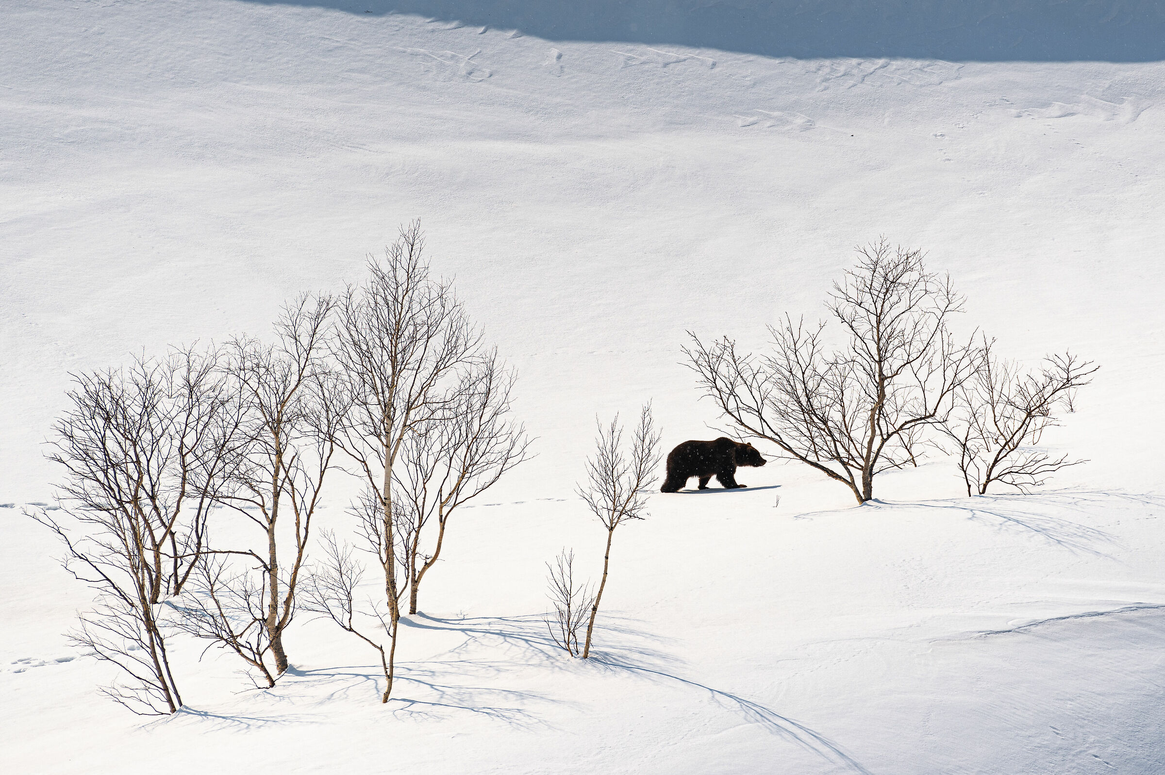Orso bruno svegliarsi dal letargo. Kamchatka