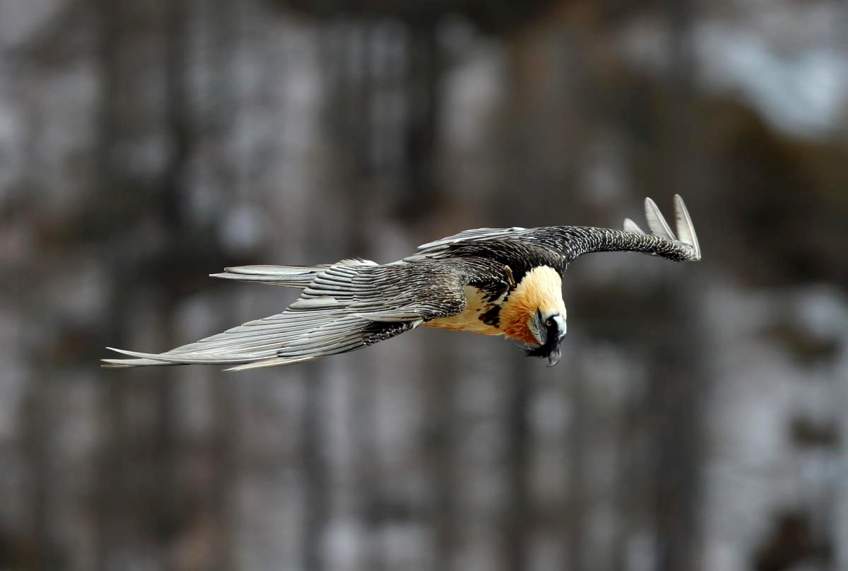 Bearded Vulture in flight grazing