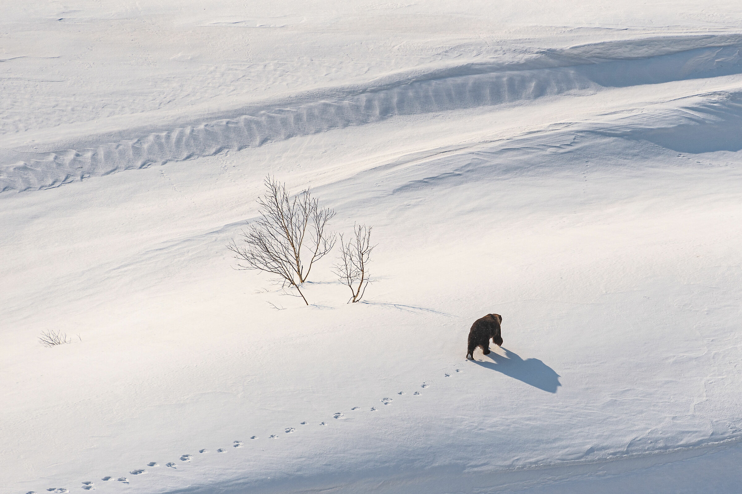 Orso bruno svegliarsi dal letargo. Kamchatka