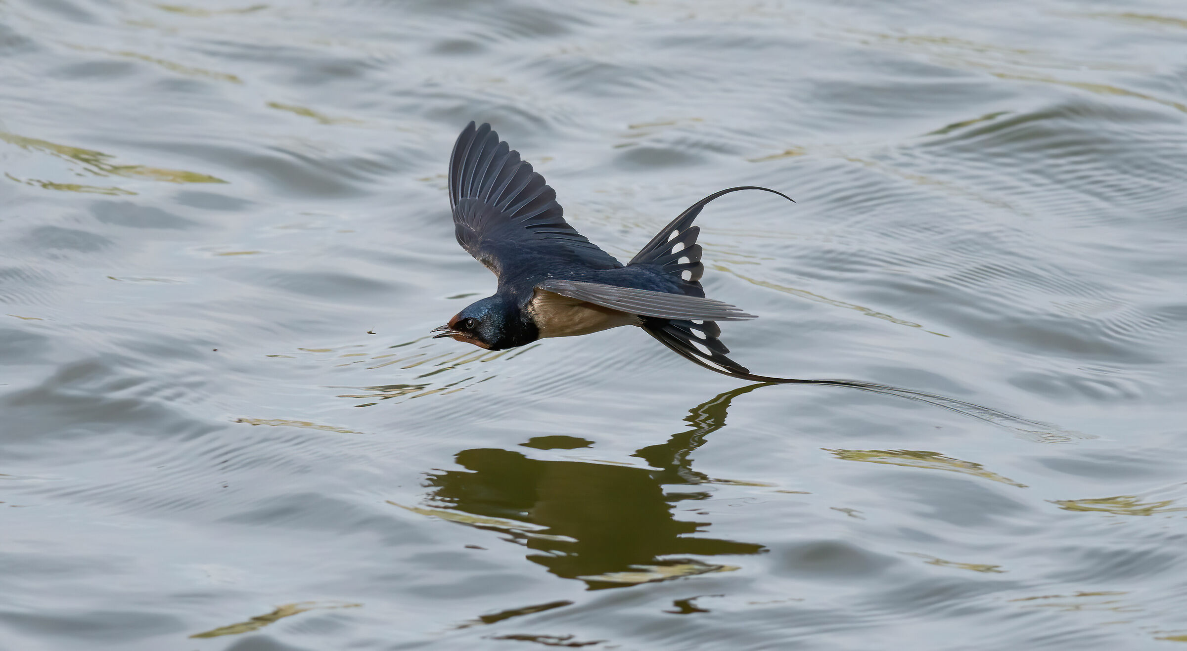 end of a water-haired mosquito
