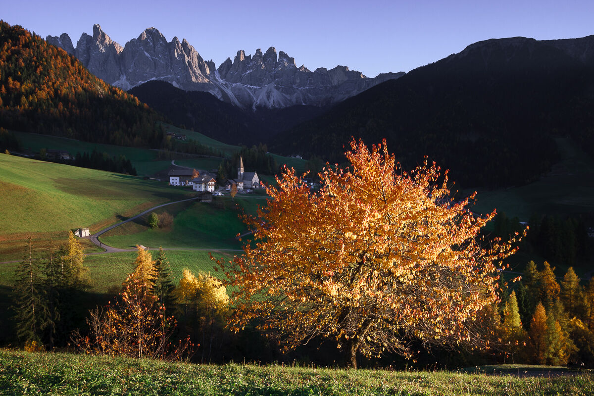 Il ciliegio di Funes ...