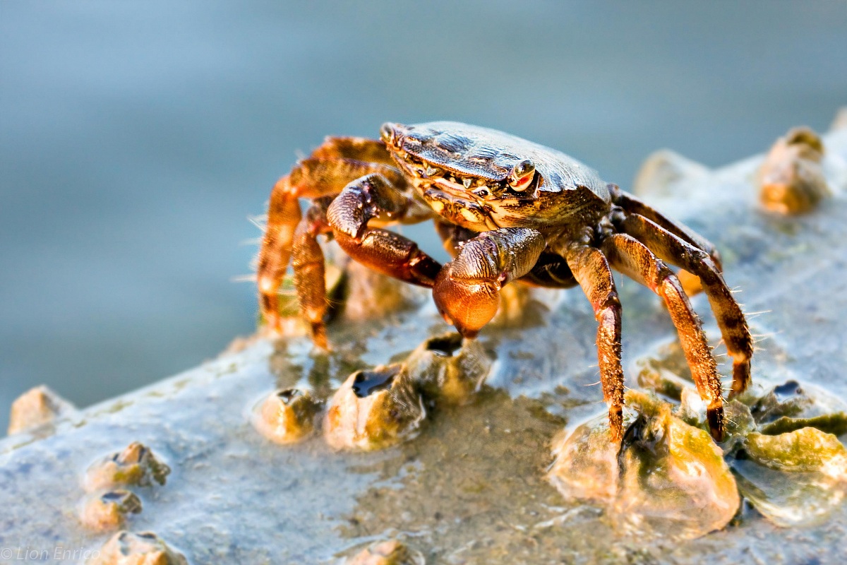 granceola nel delta del po