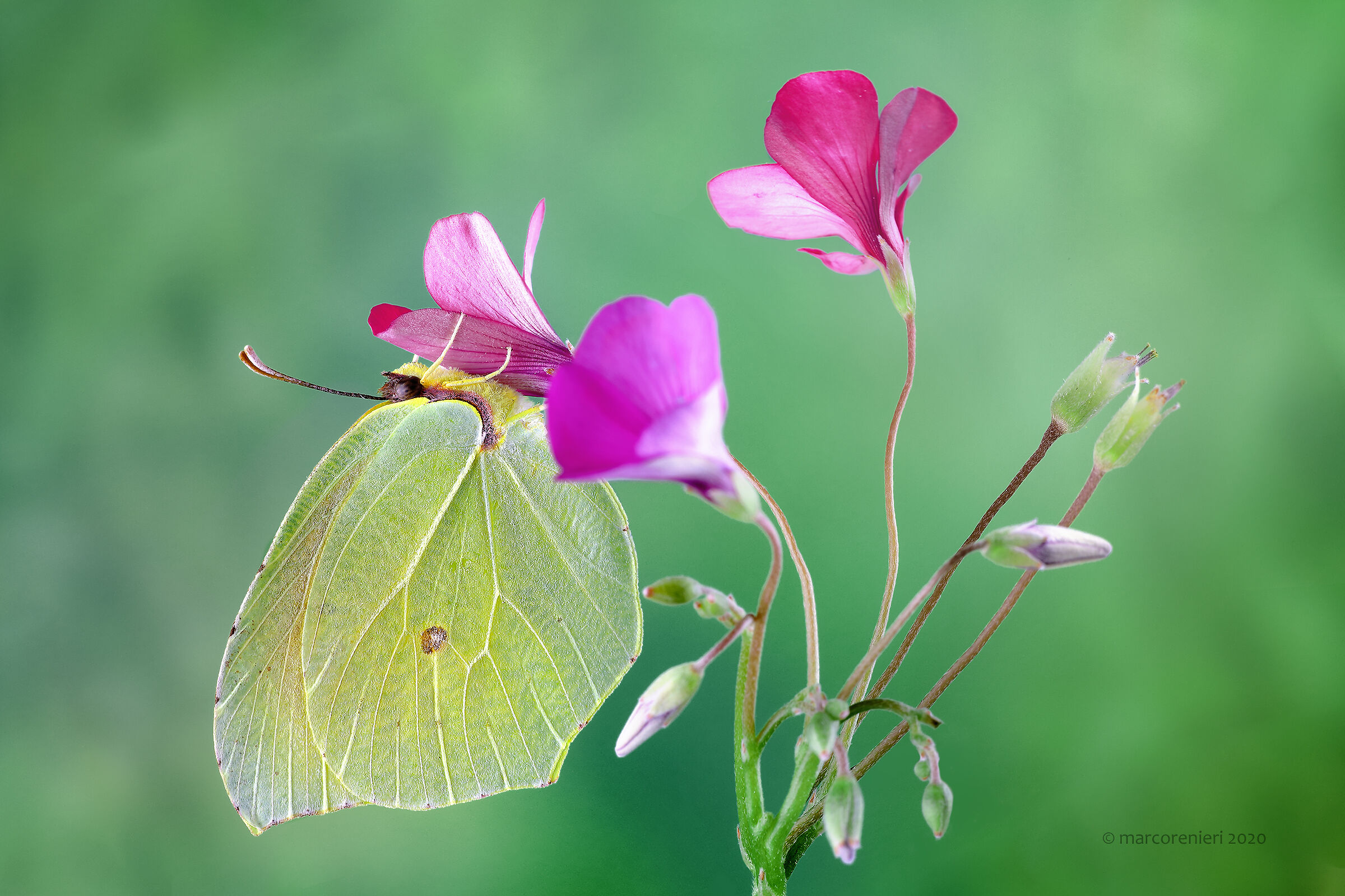 Gonepterix cleopatra