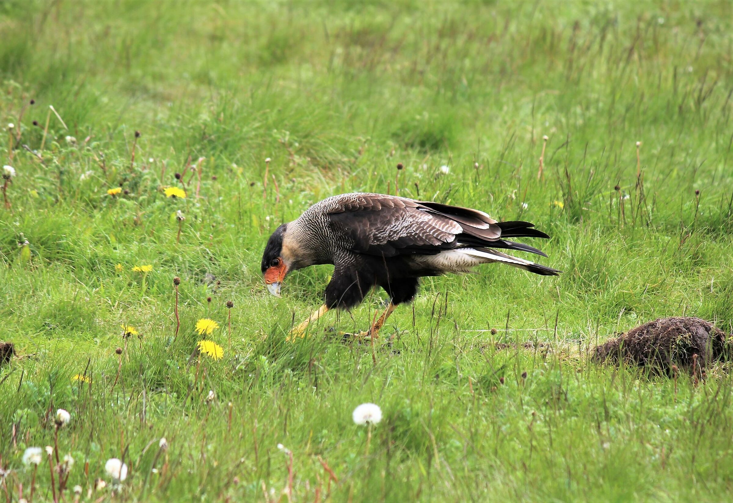 those who search find. South Caracara
