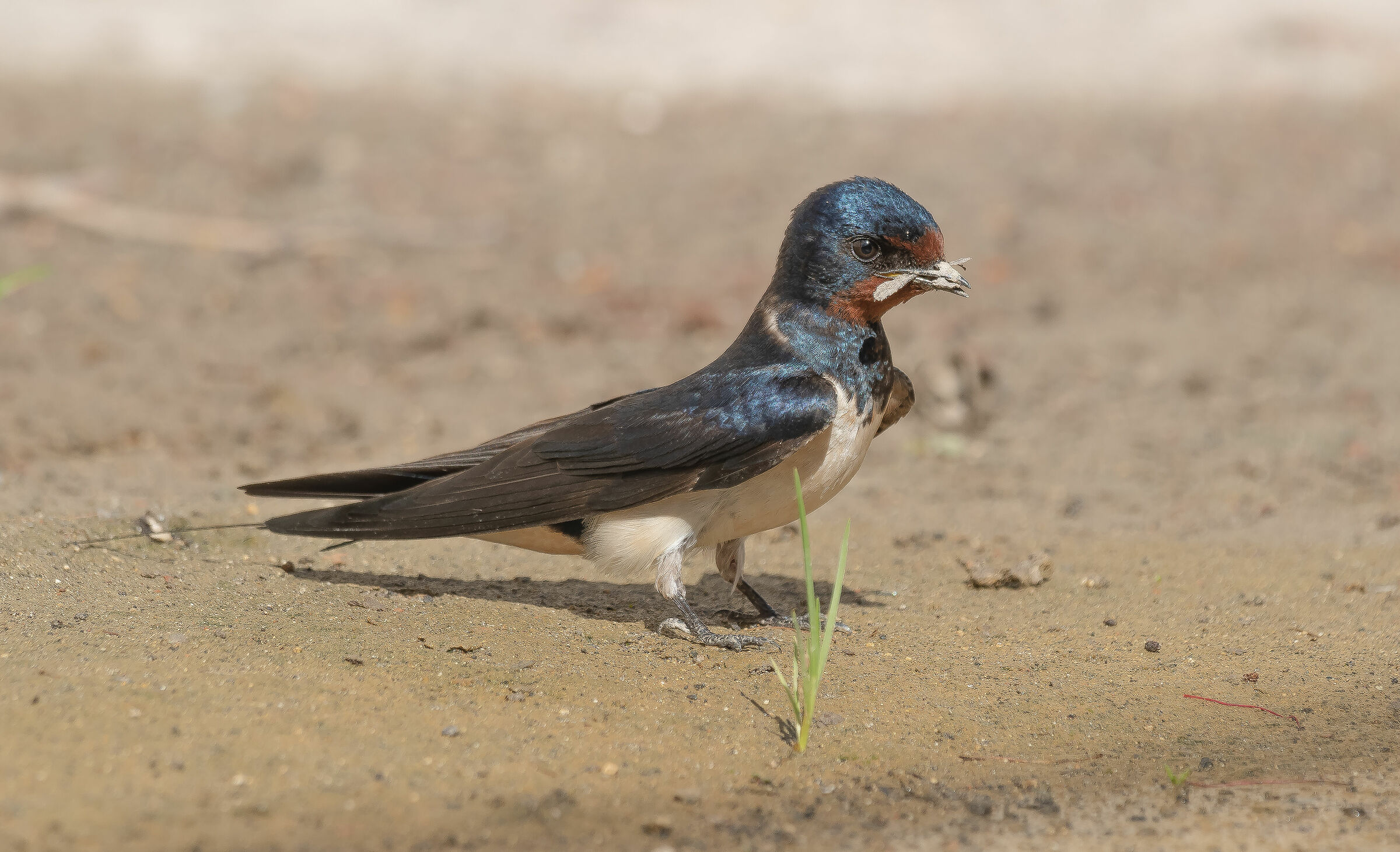 Swallows in nest preparation