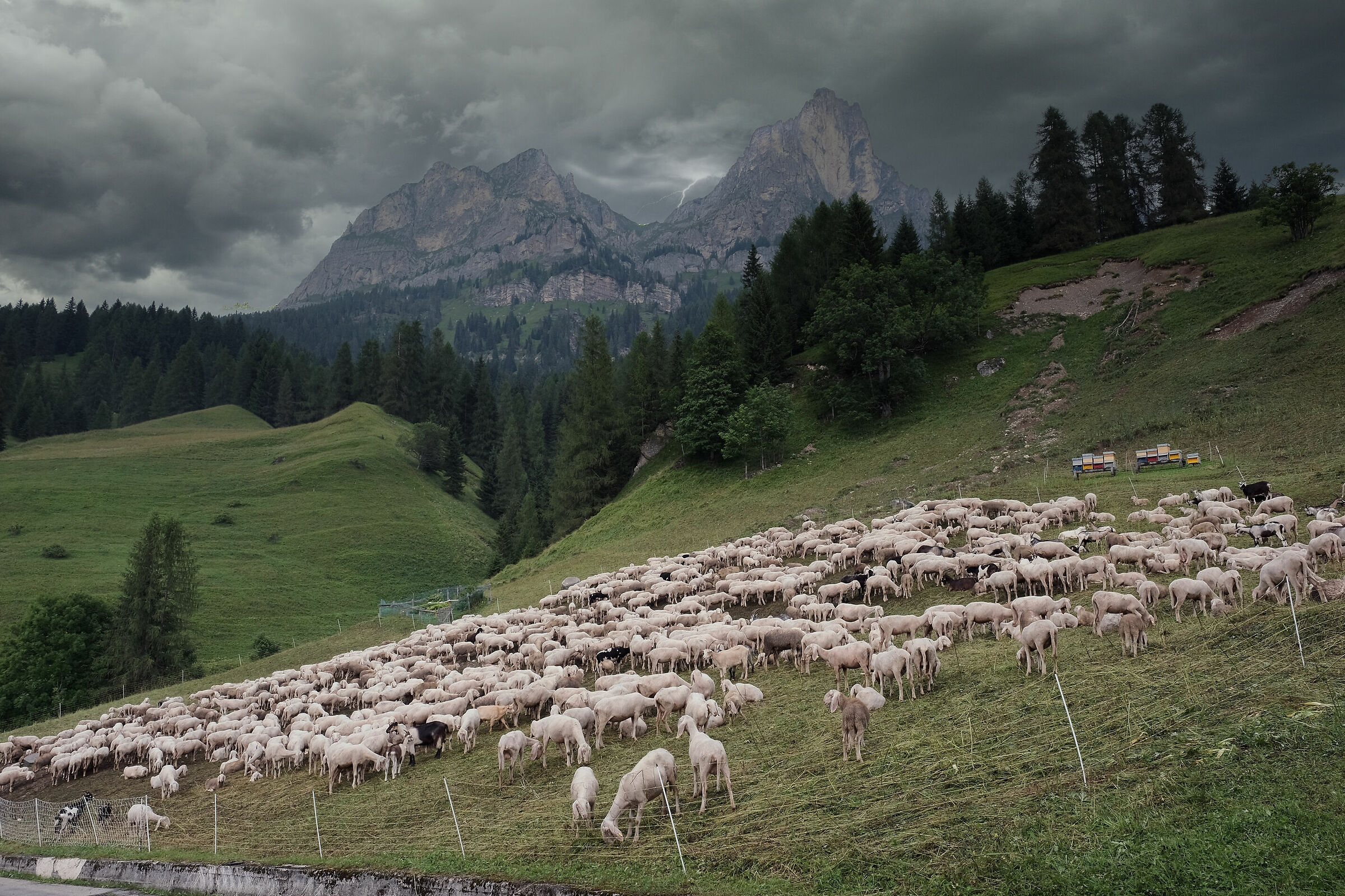 Temporale con gregge a Santa Fosca