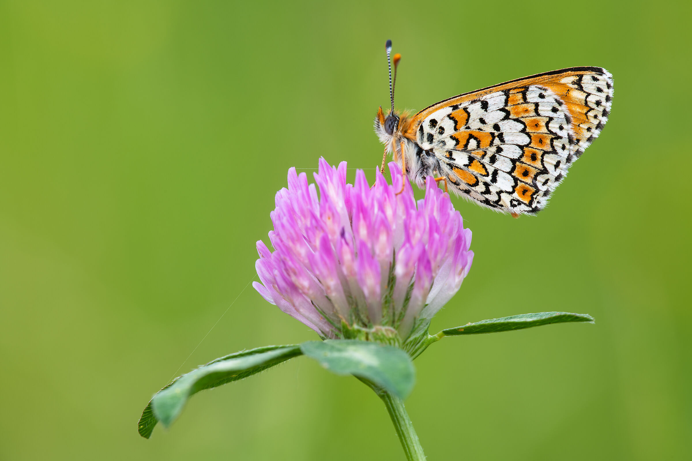 Melitaea cinxia