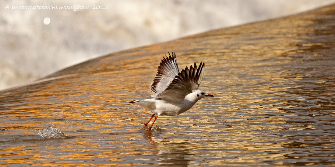 Slancio vero la libertà
