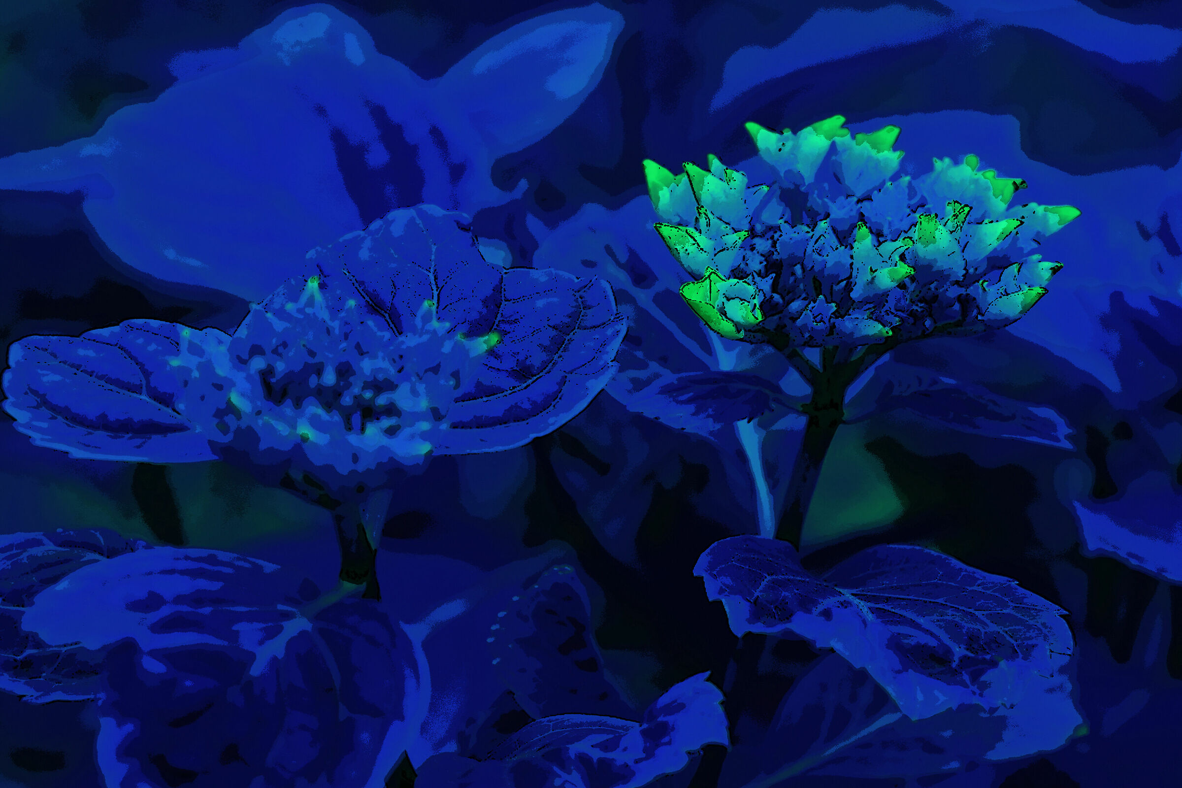 a night in the hydrangea garden