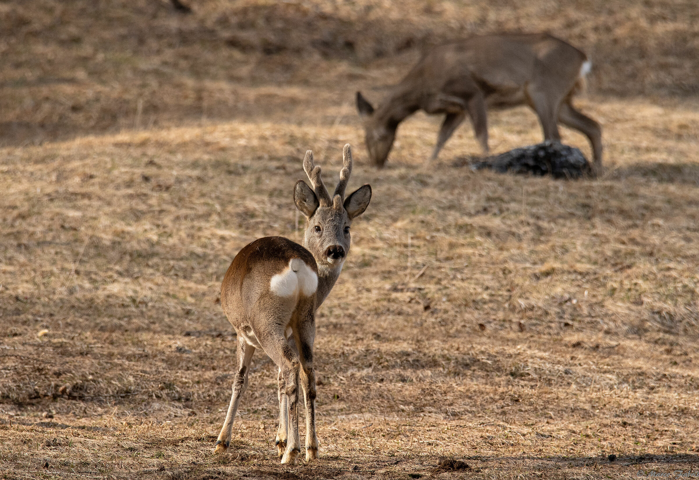 Special roe deer...