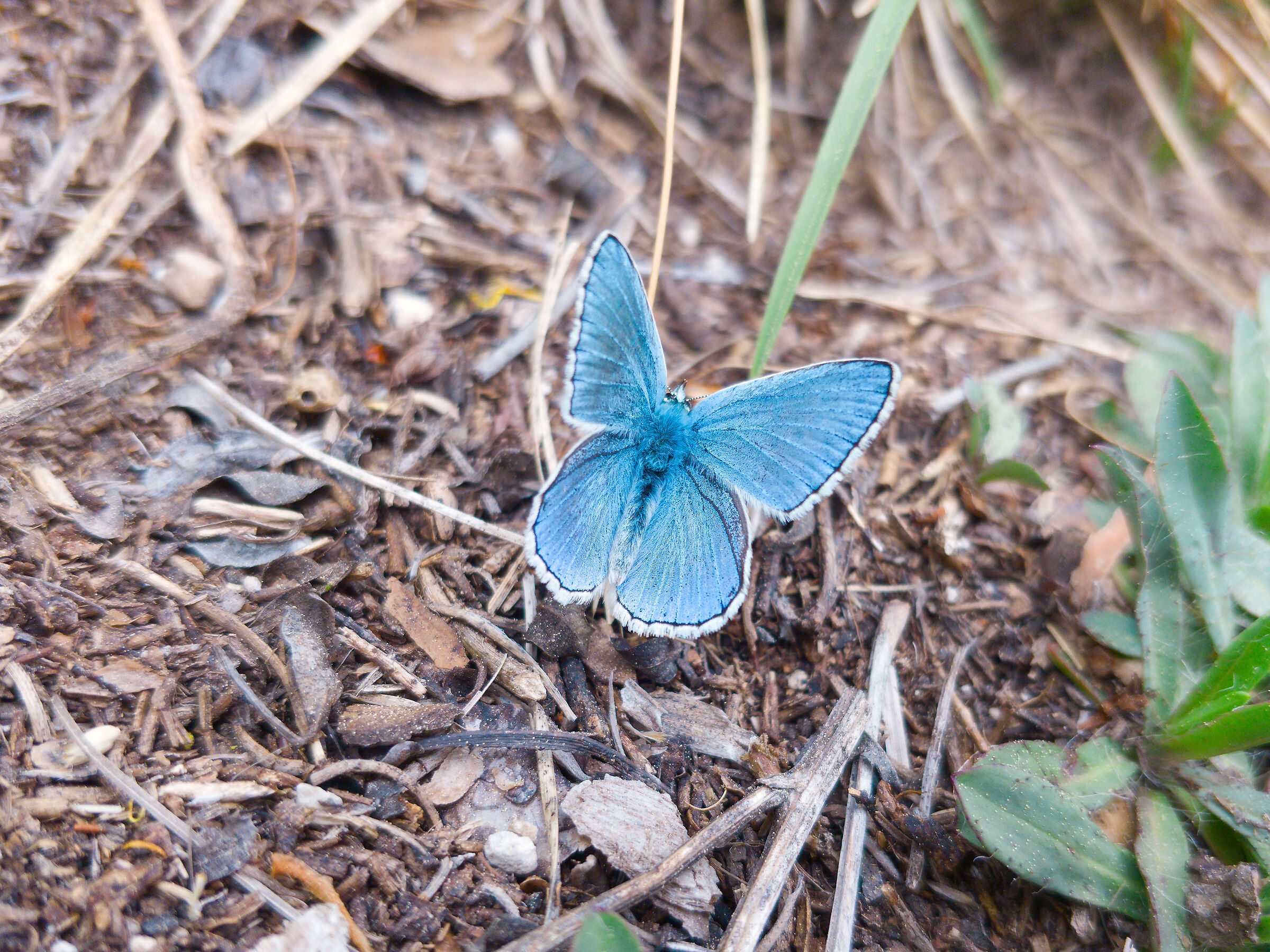 Farfalla Argo Celeste