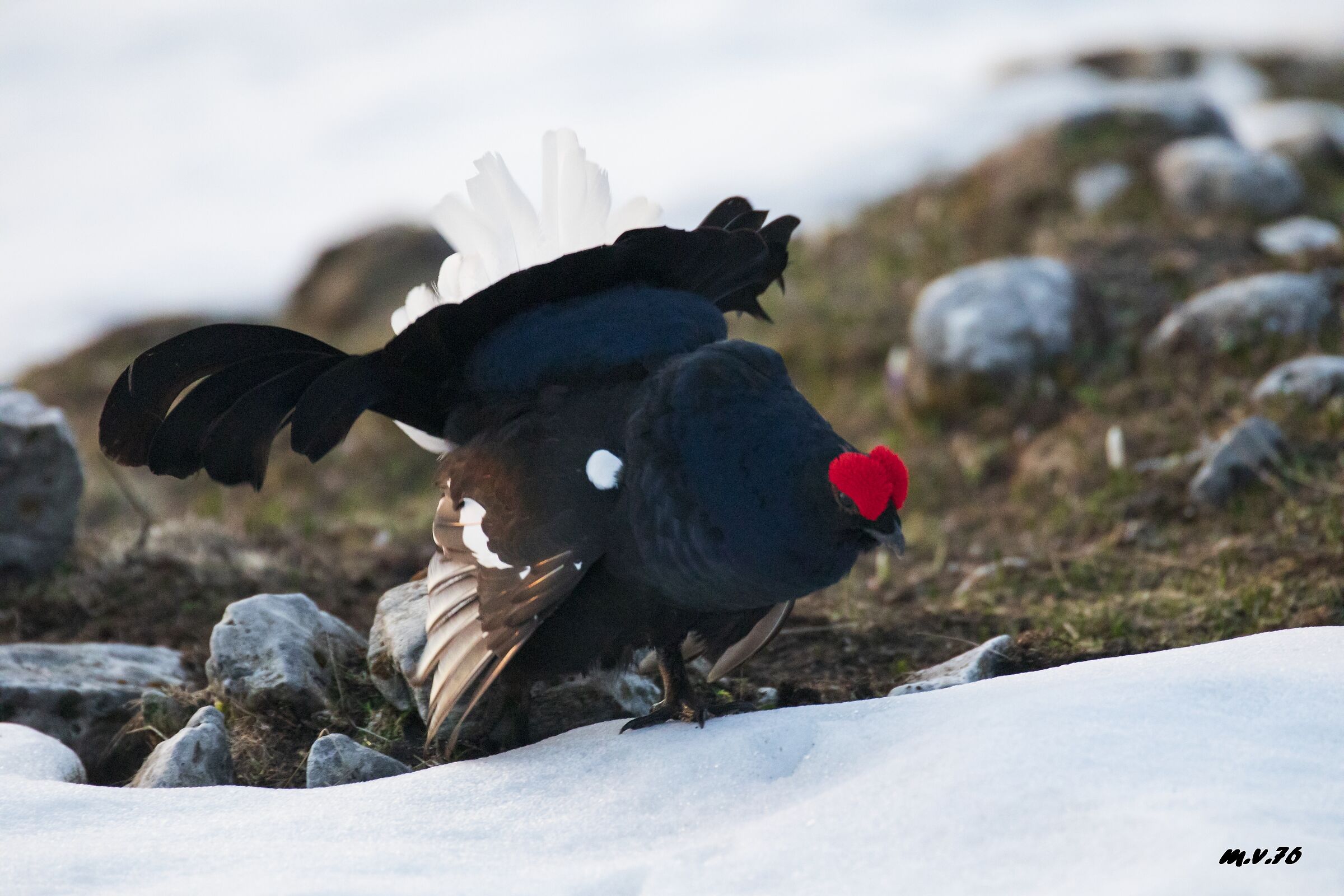 "The Last of the Moicans"