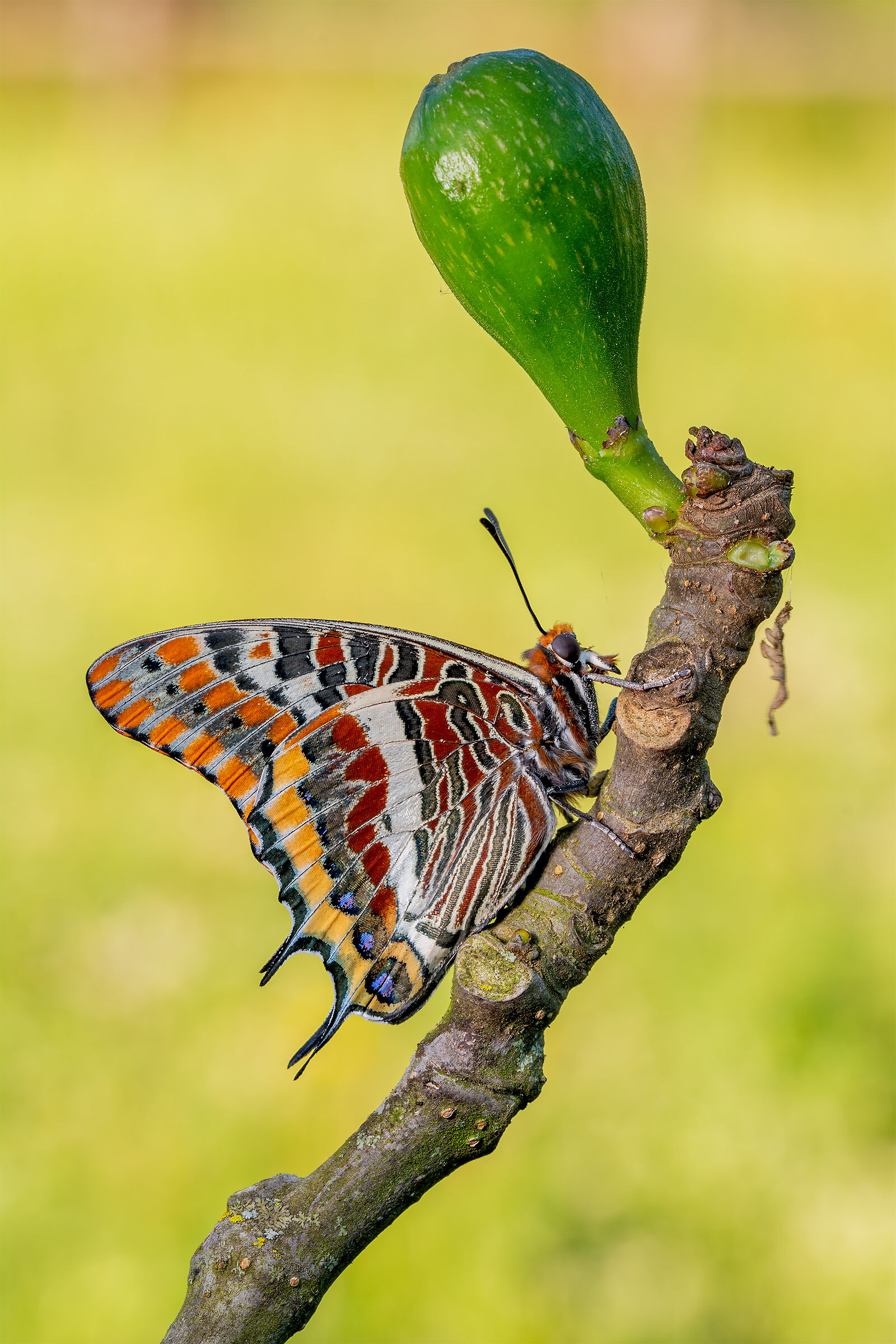 Jasus Charaxes