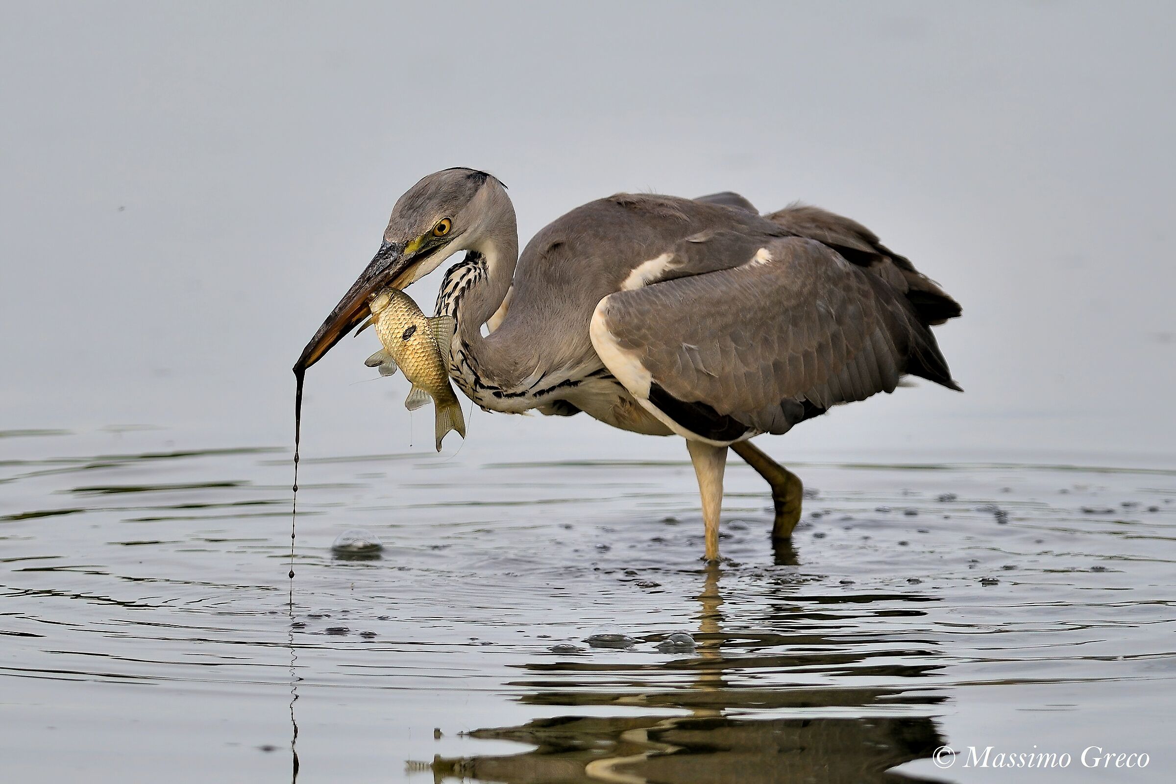 Ash heron - A beautiful peach