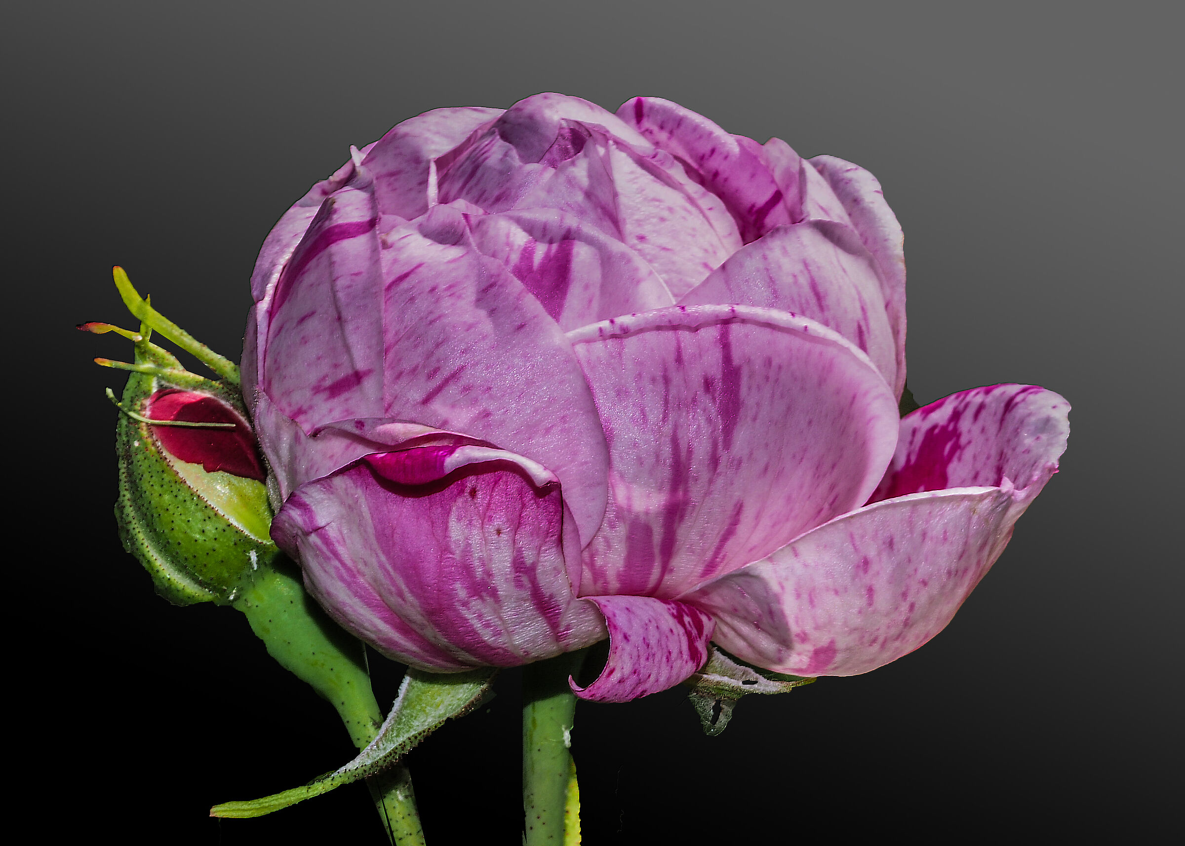 What's in a name? What we call pink even with u