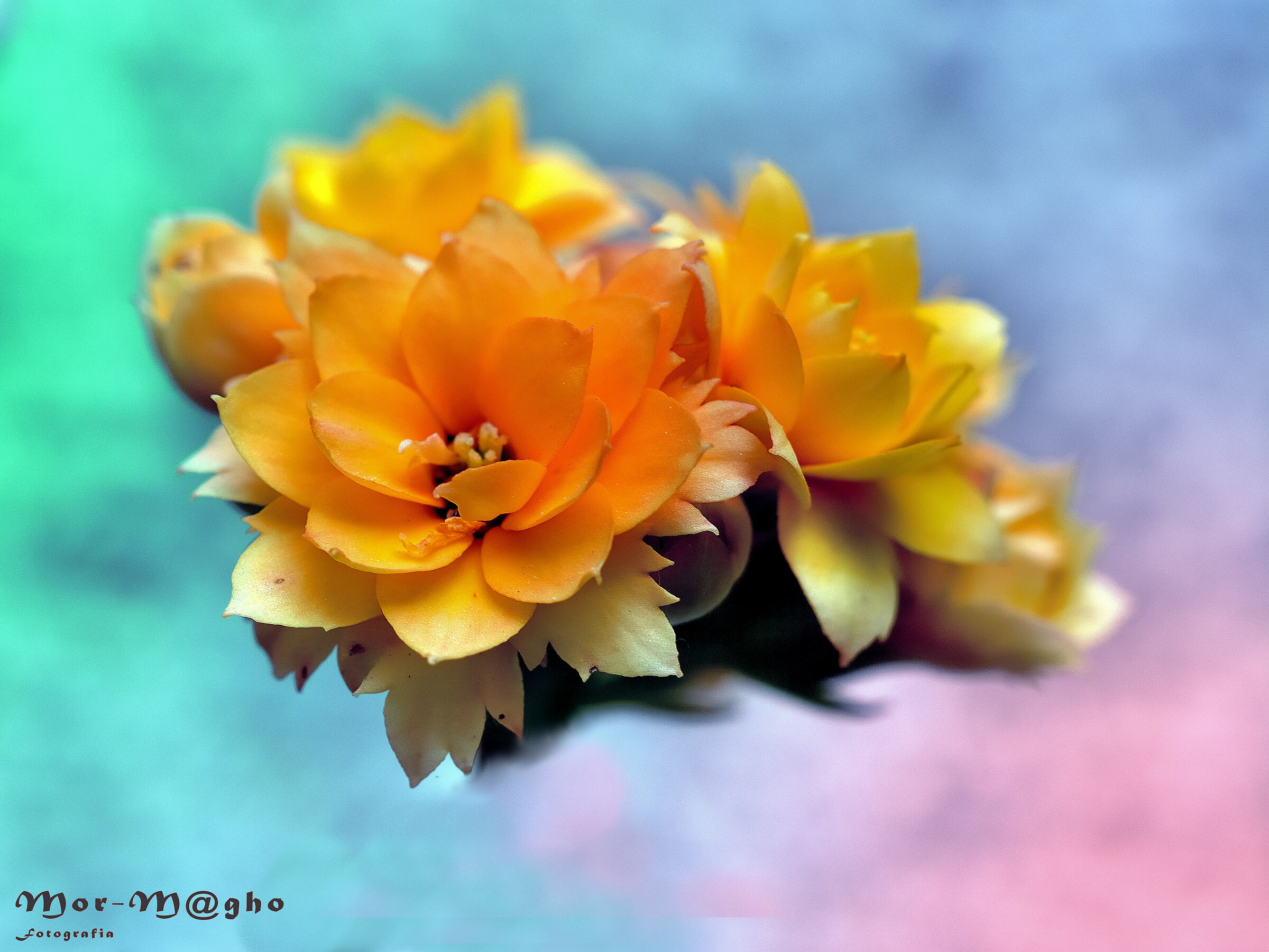 Divagations on fatty plant