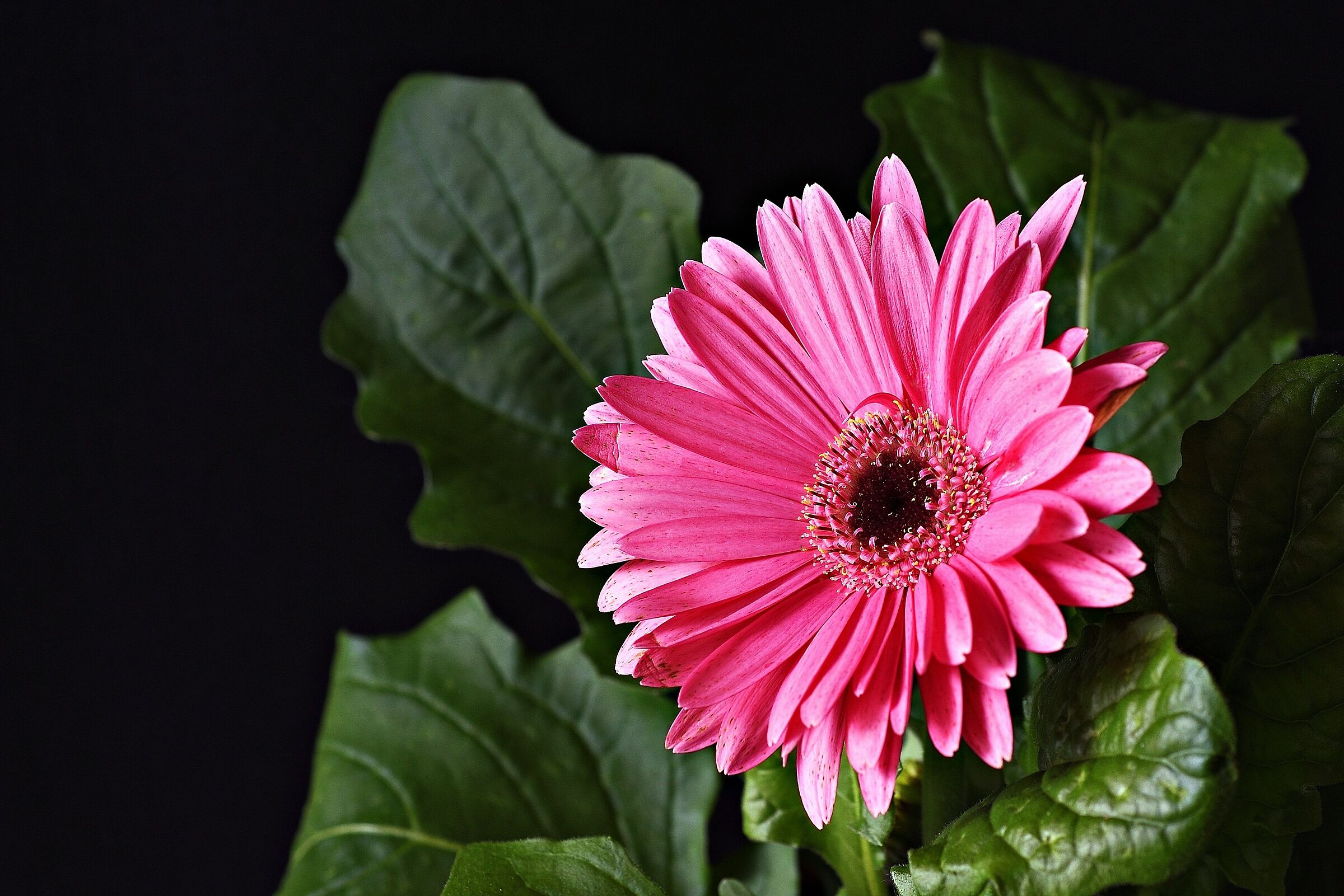 Gerbera