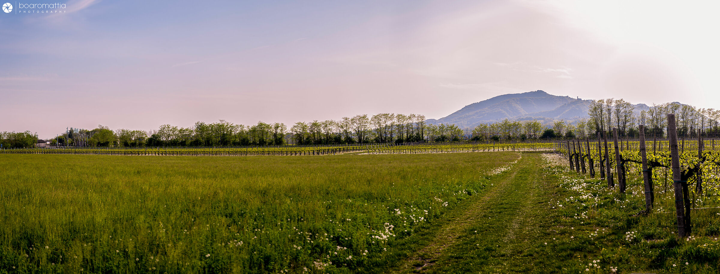 Vigneto in primavera