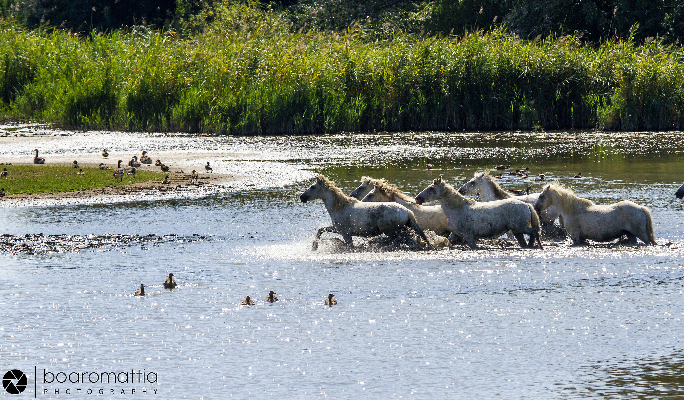 Cavalli Camargue