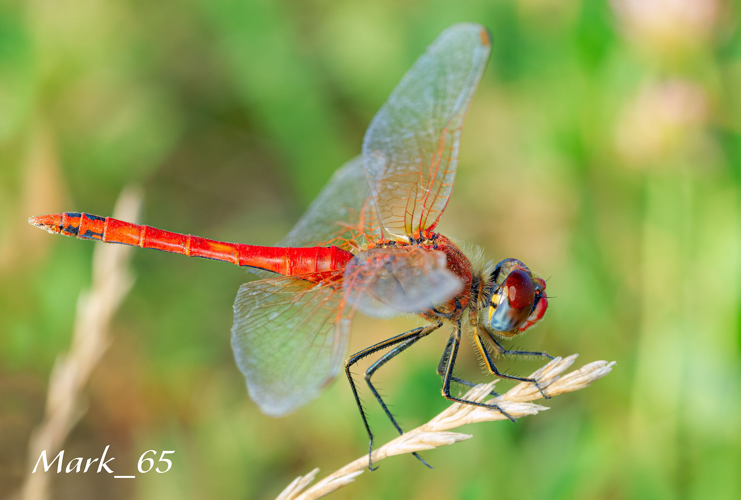 Dragonfly