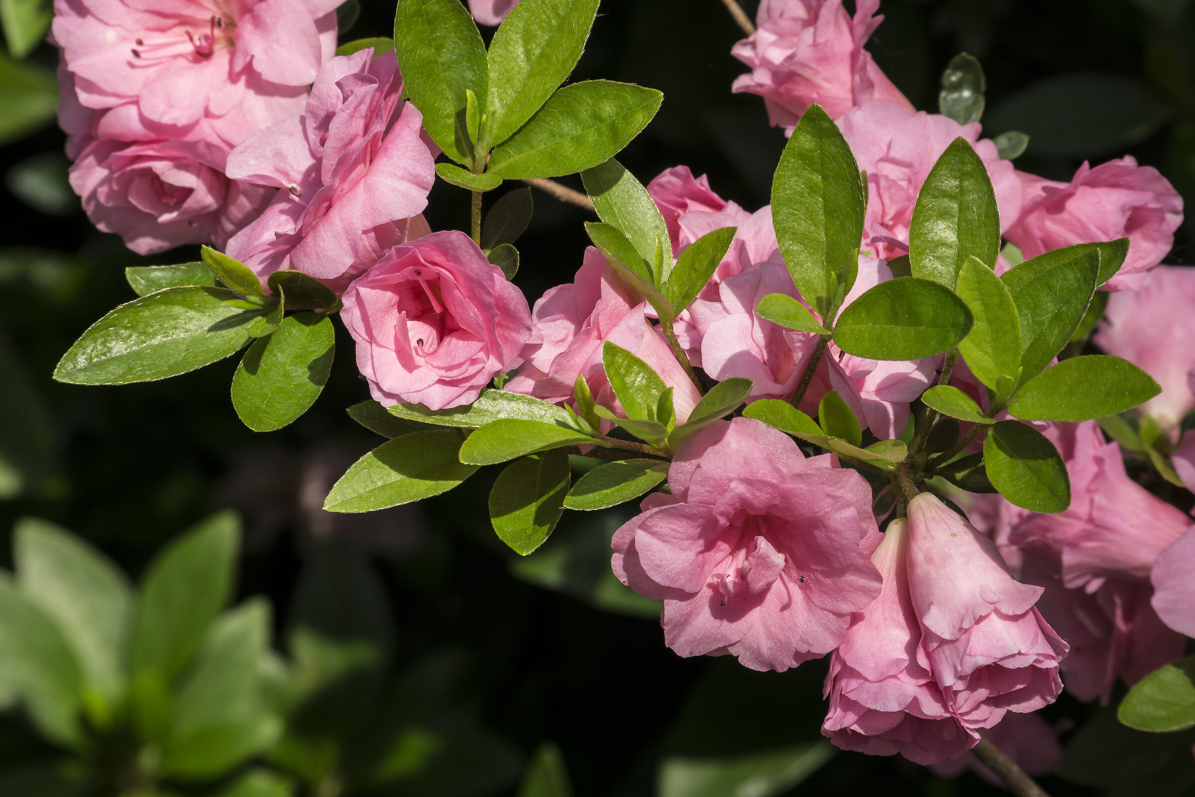 Fiori di azalea - 6