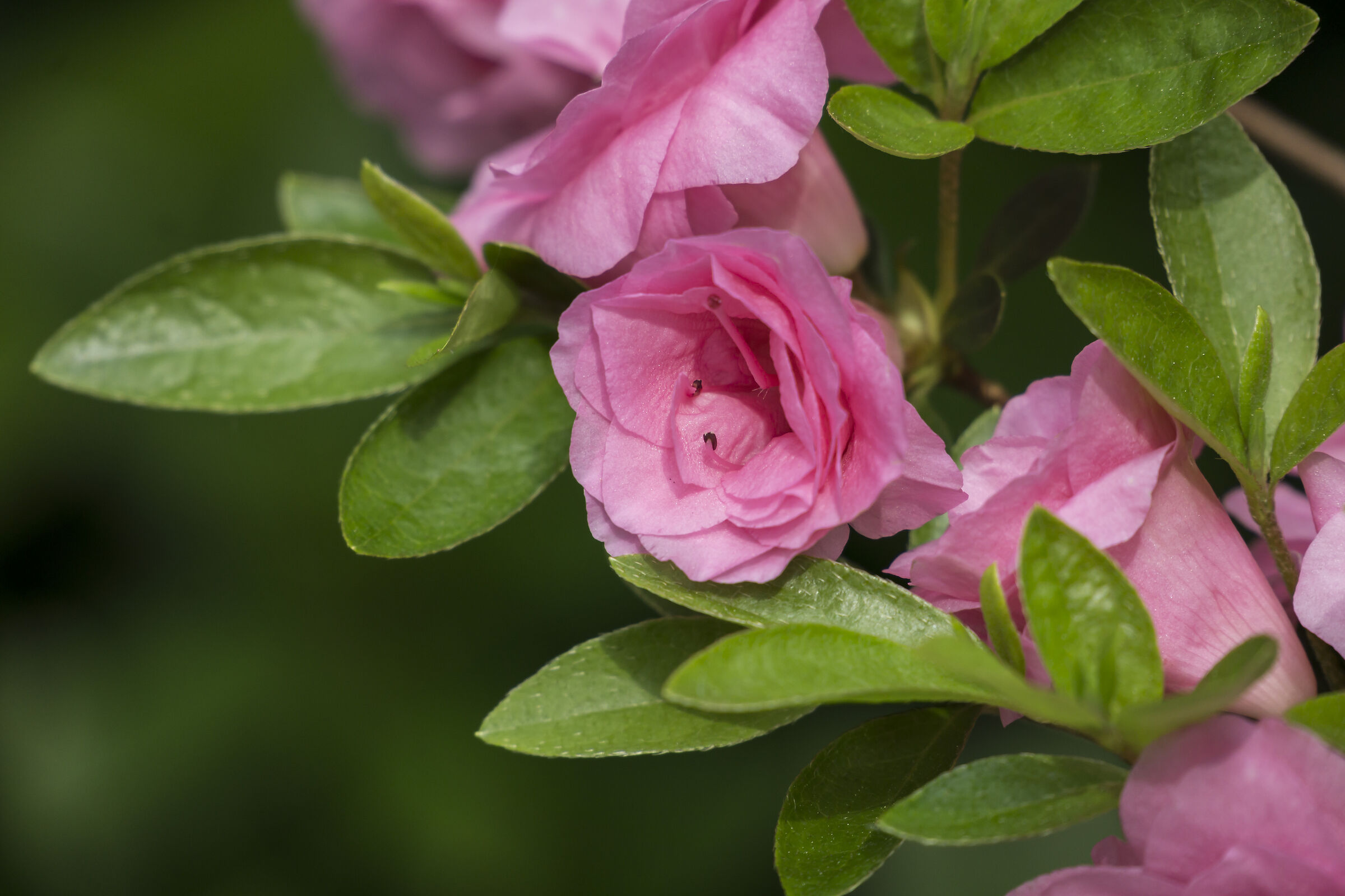 Fiori di azalea - 7