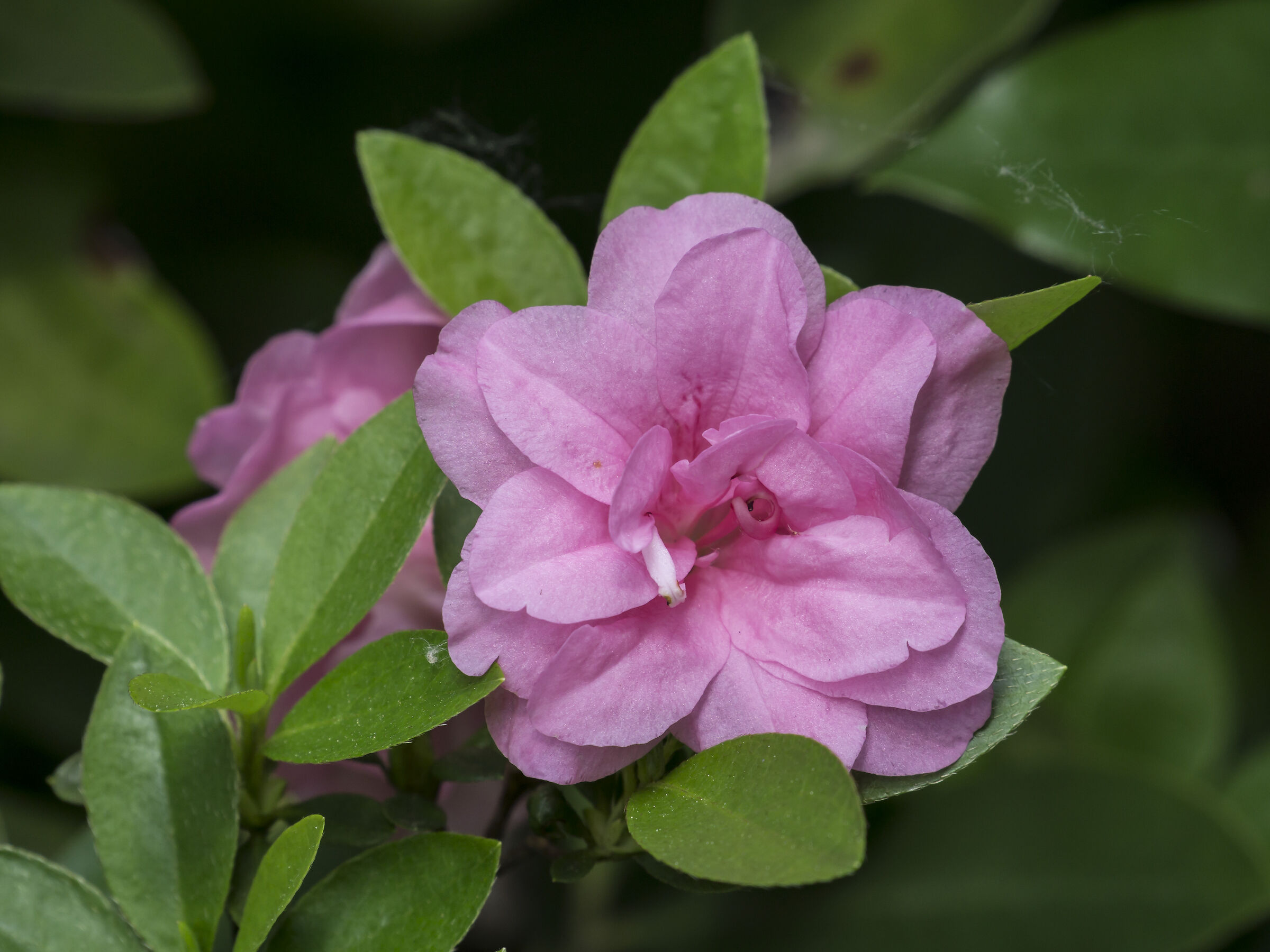 Fiori di azalea - 8