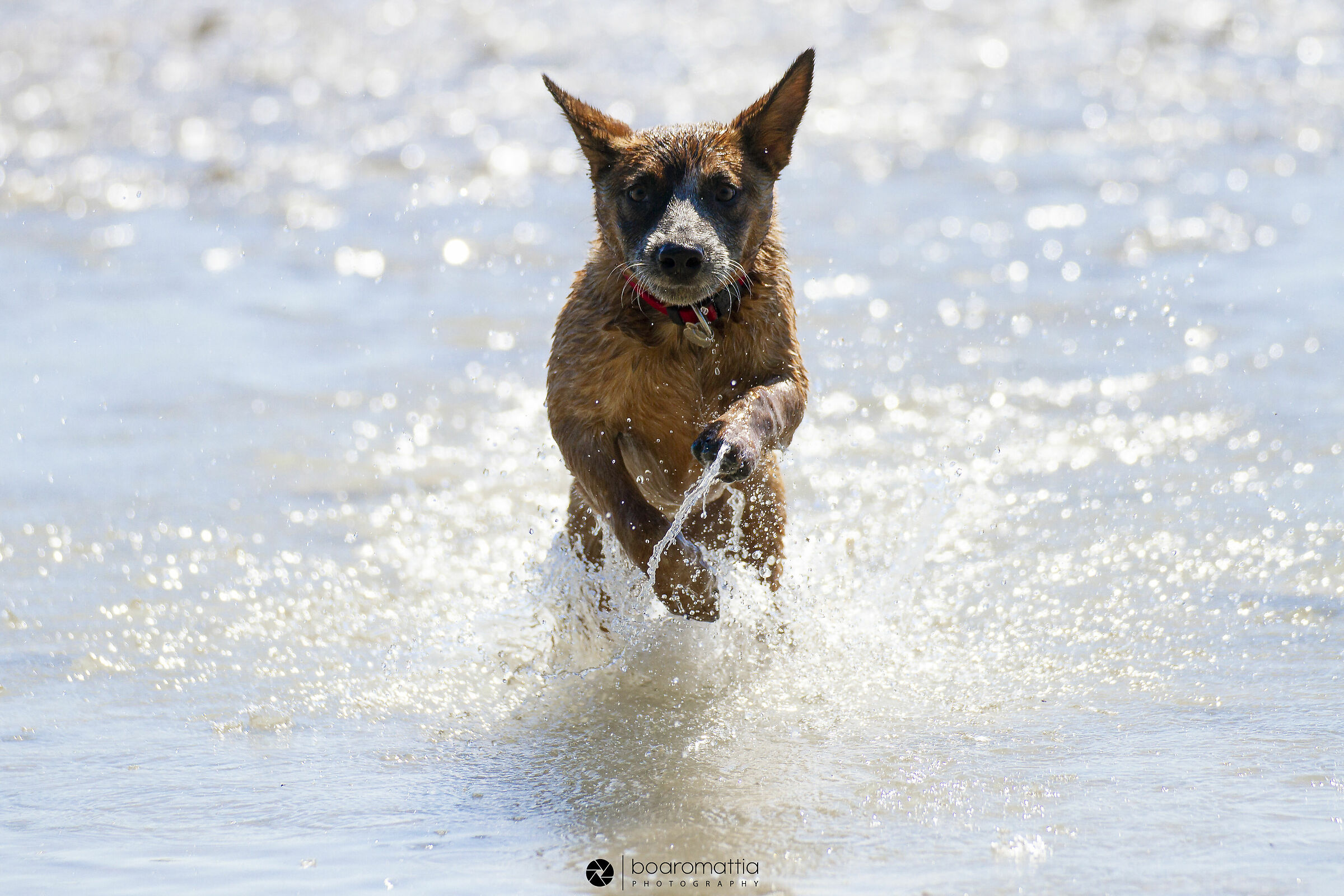 Australian Cattle Dog