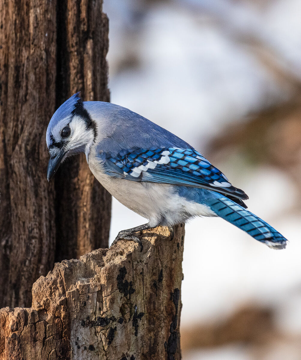 Blue Jay on Tree Stump.