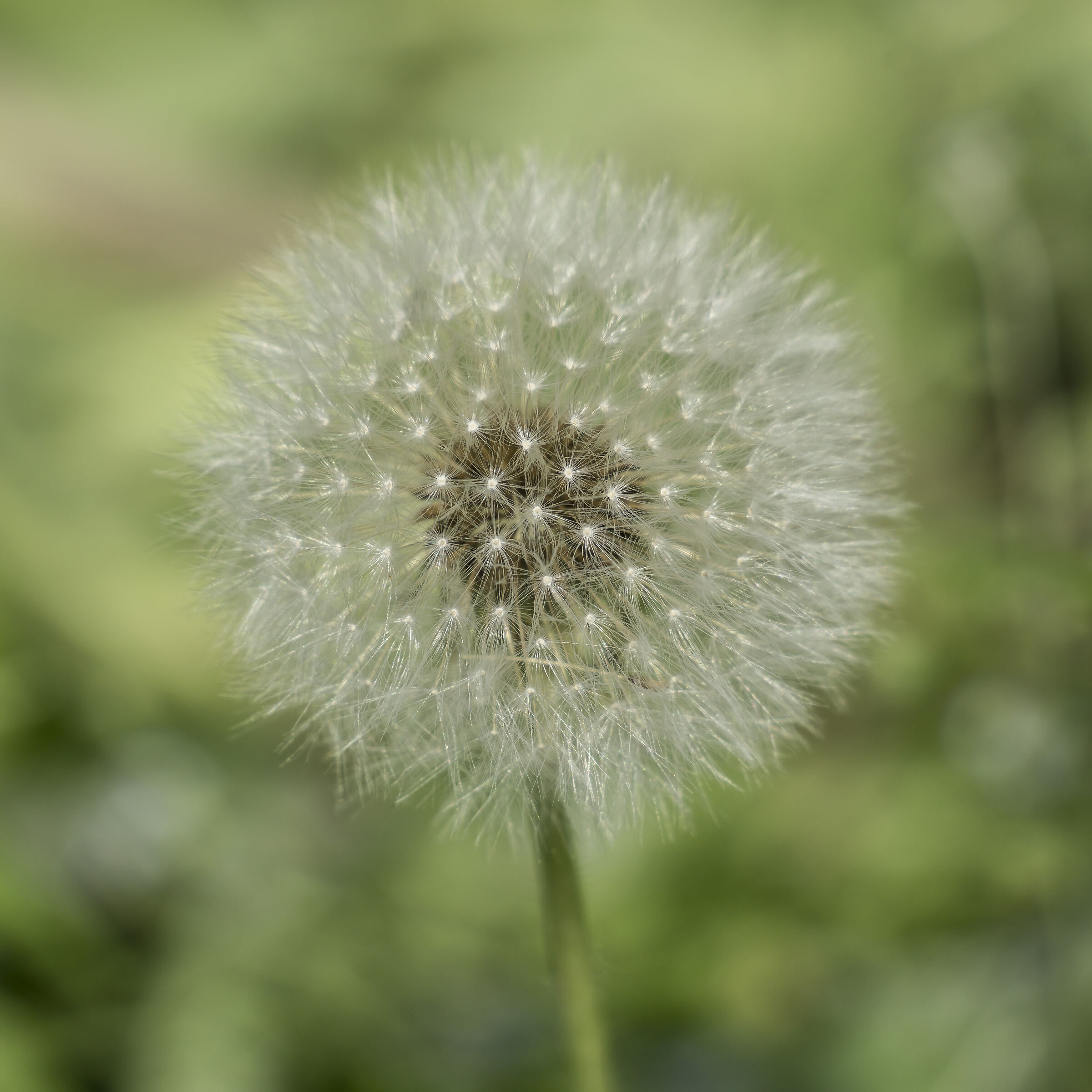 Tarassaco o Dente di Leone (o Soffione) - 17