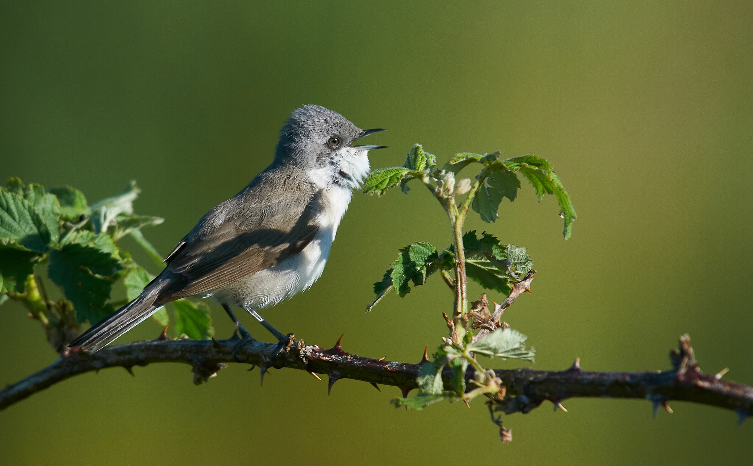 Leeser Whitethroat