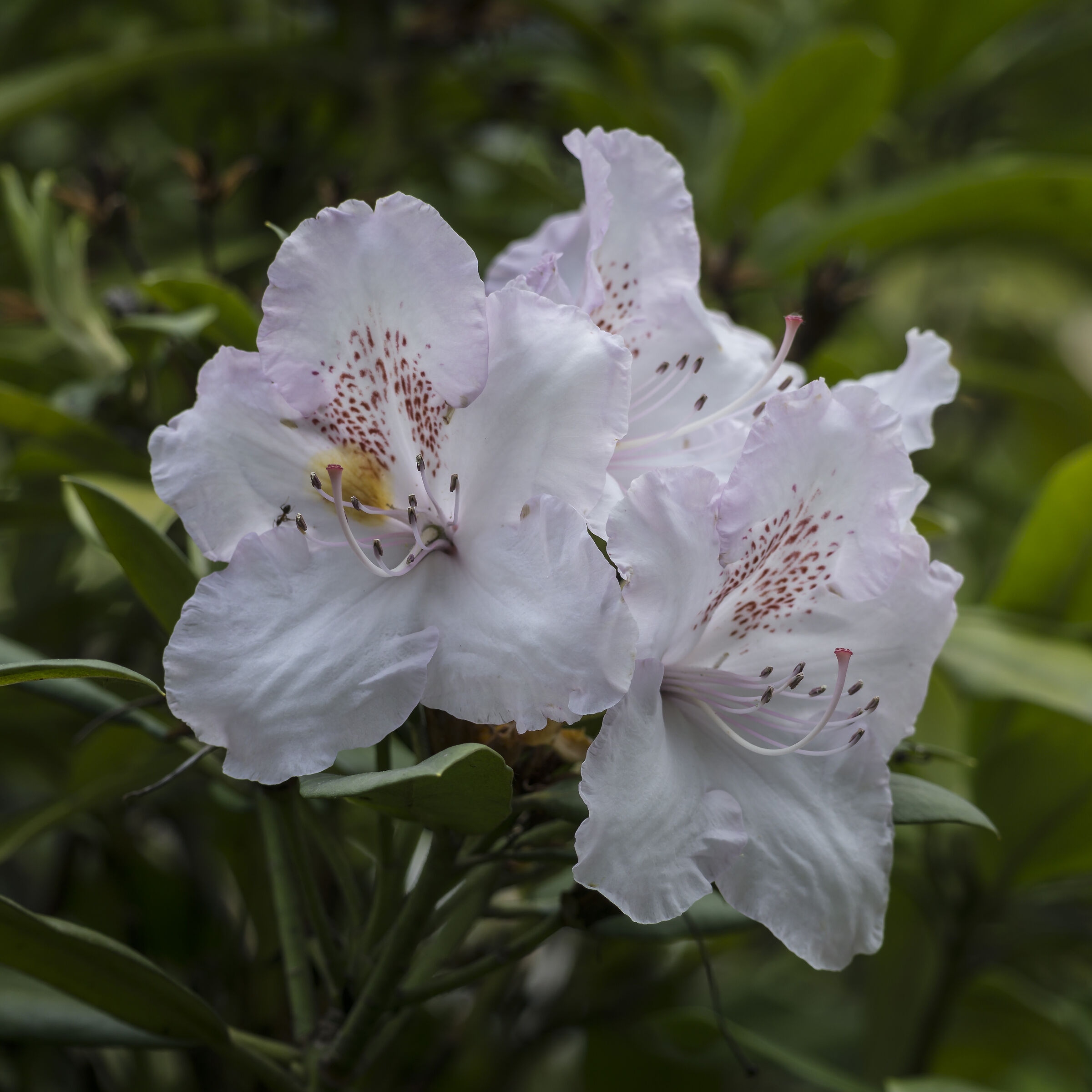Rhododendron Maximum - 1