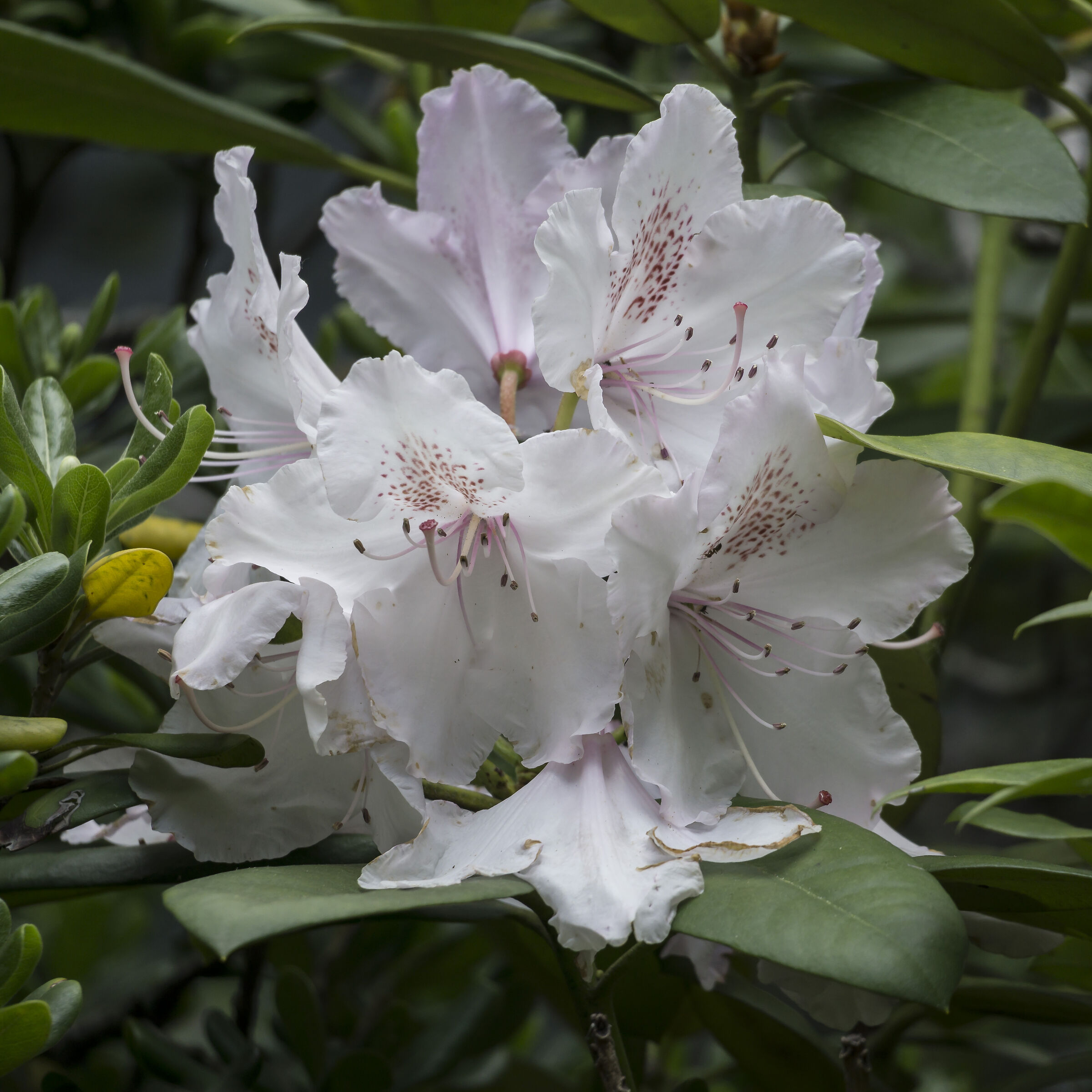 Rhododendron Maximum - 2