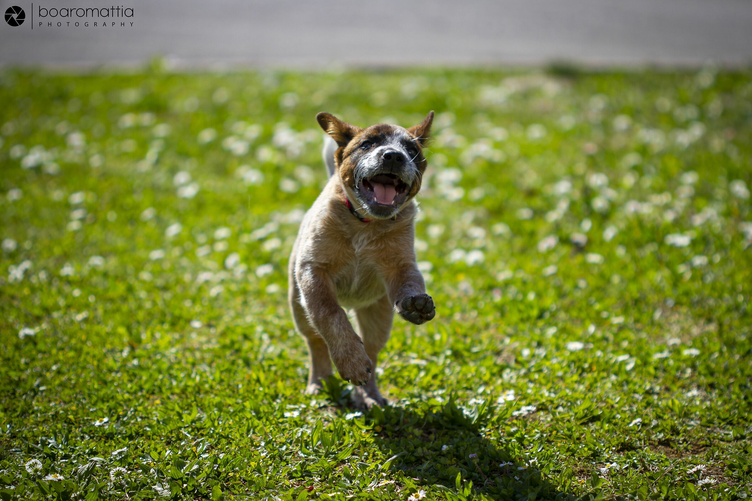 Giotto, Australian Cattle Dog Cucciolo