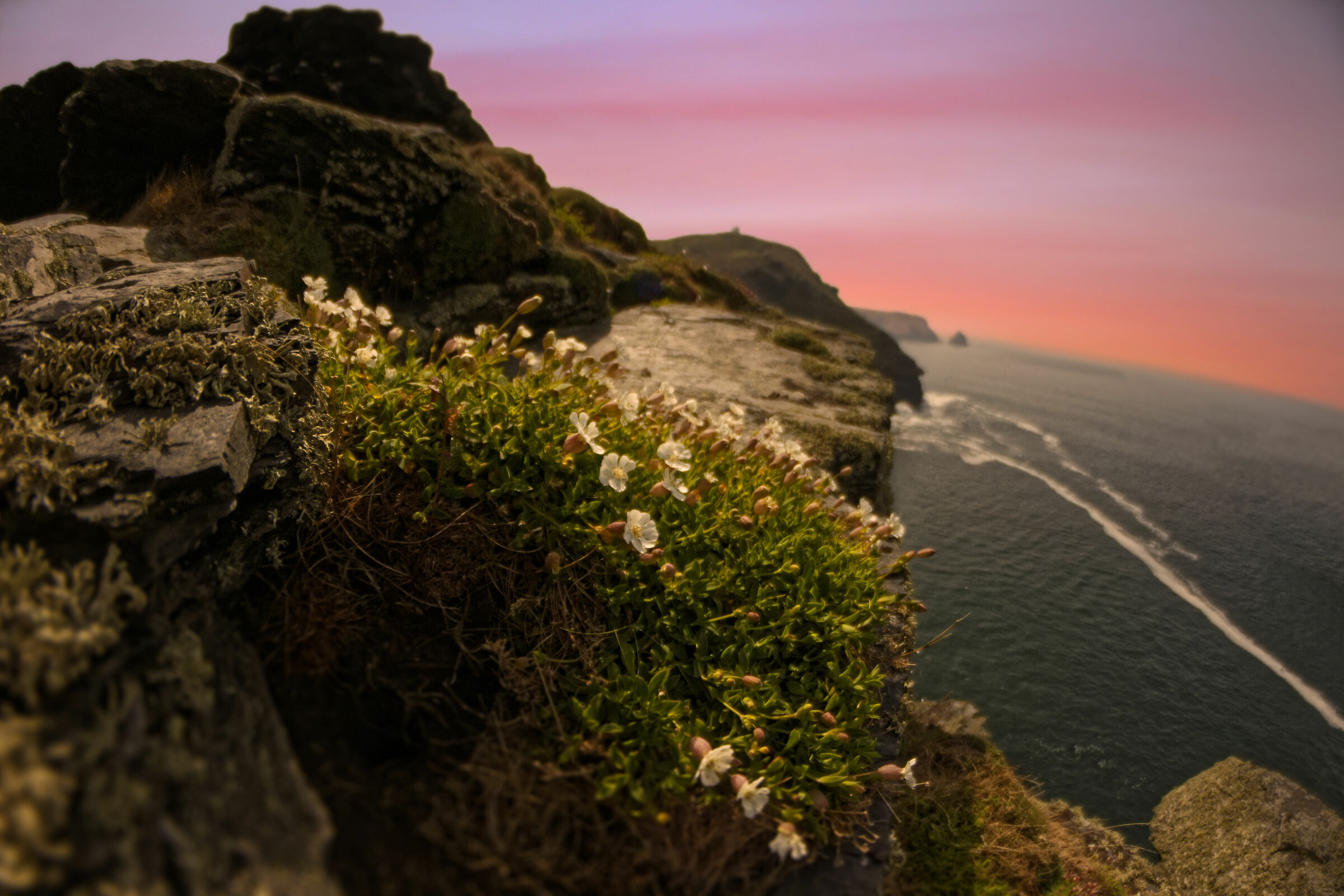 Rocks and Flowers, New100s