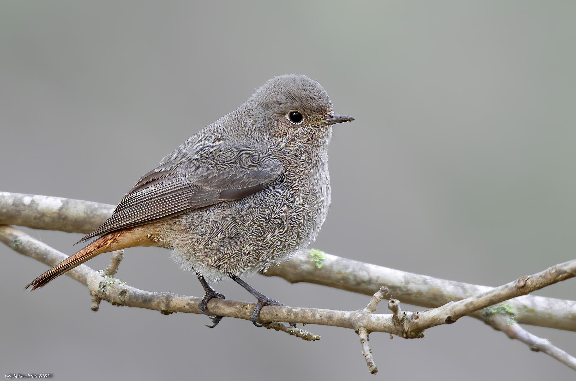 Female Chimney Sweeper