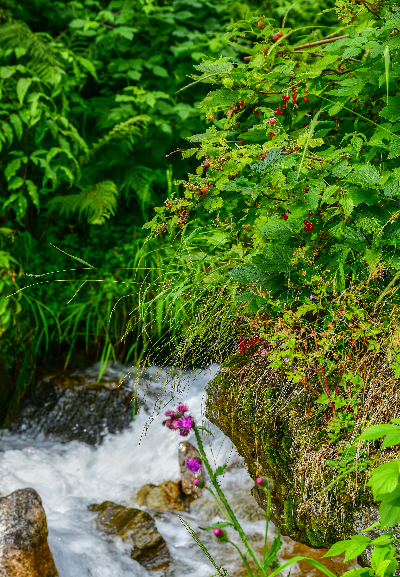 The fruits of the undergrowth
