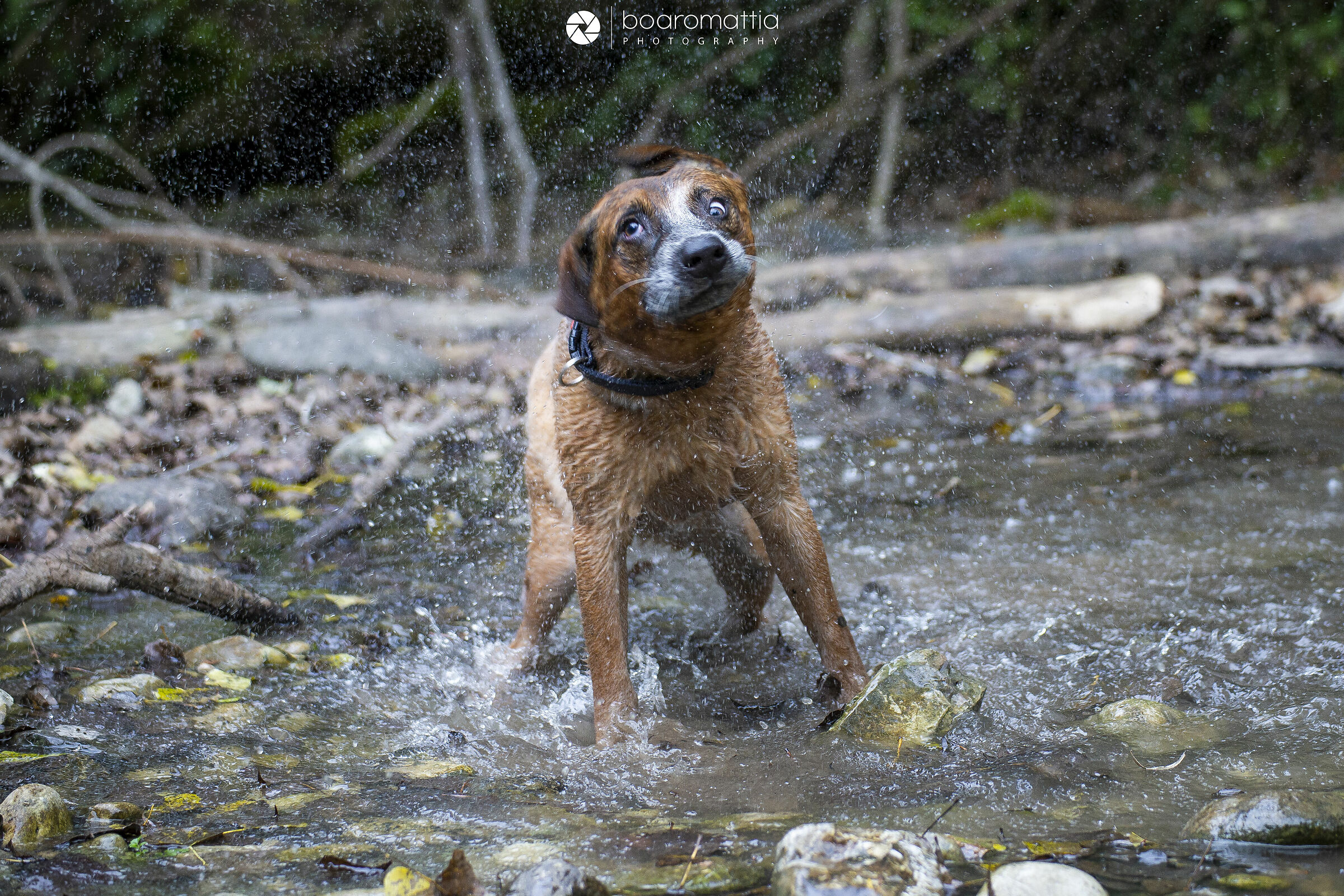 Cucciolo di Australian Cattle Dog in centrifuga
