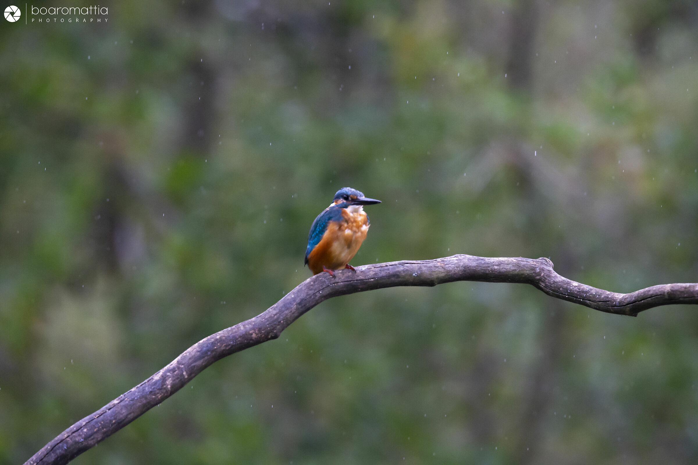 Martino sotto la pioggia