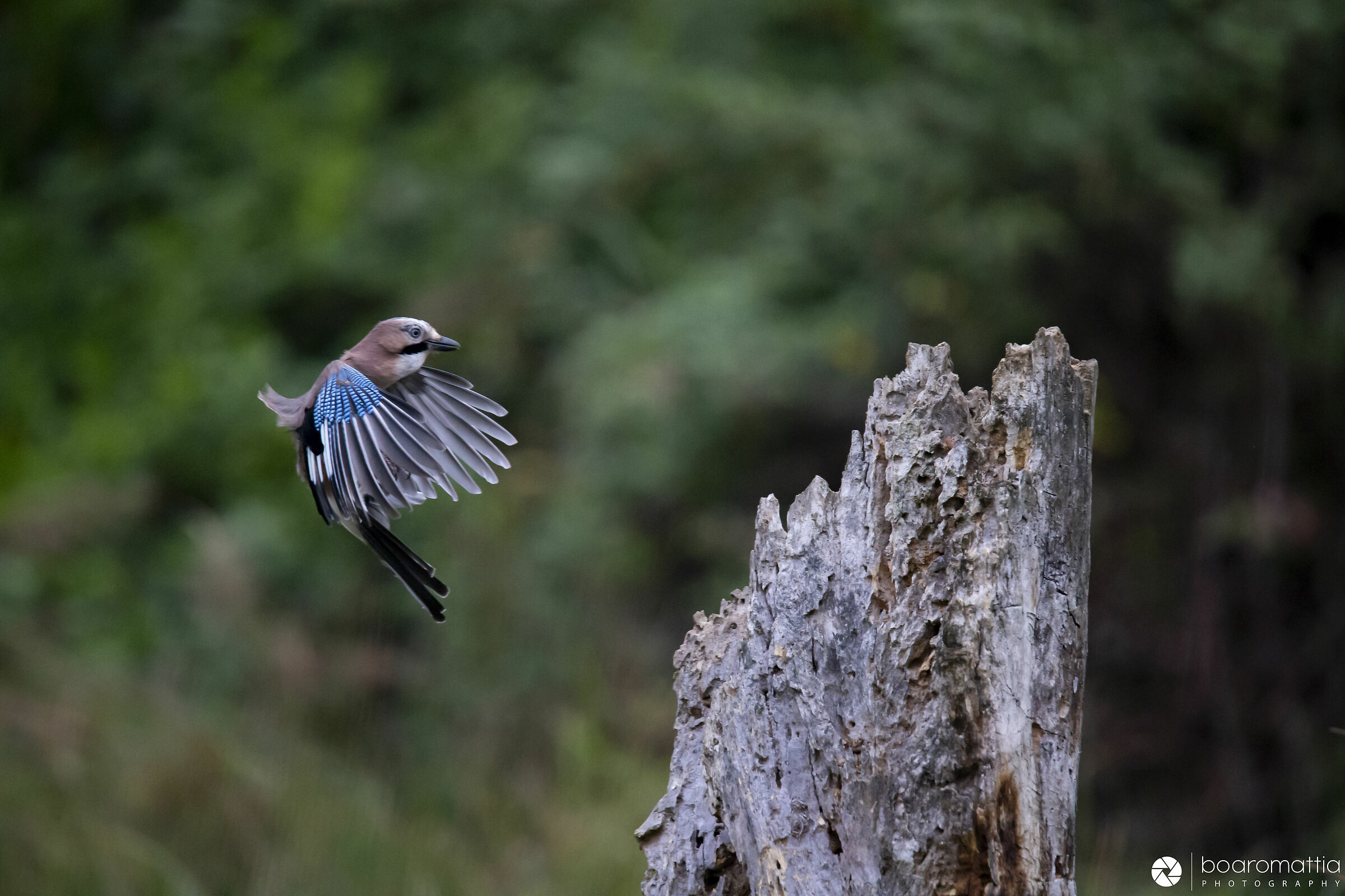 Ghiandaia in atterraggio